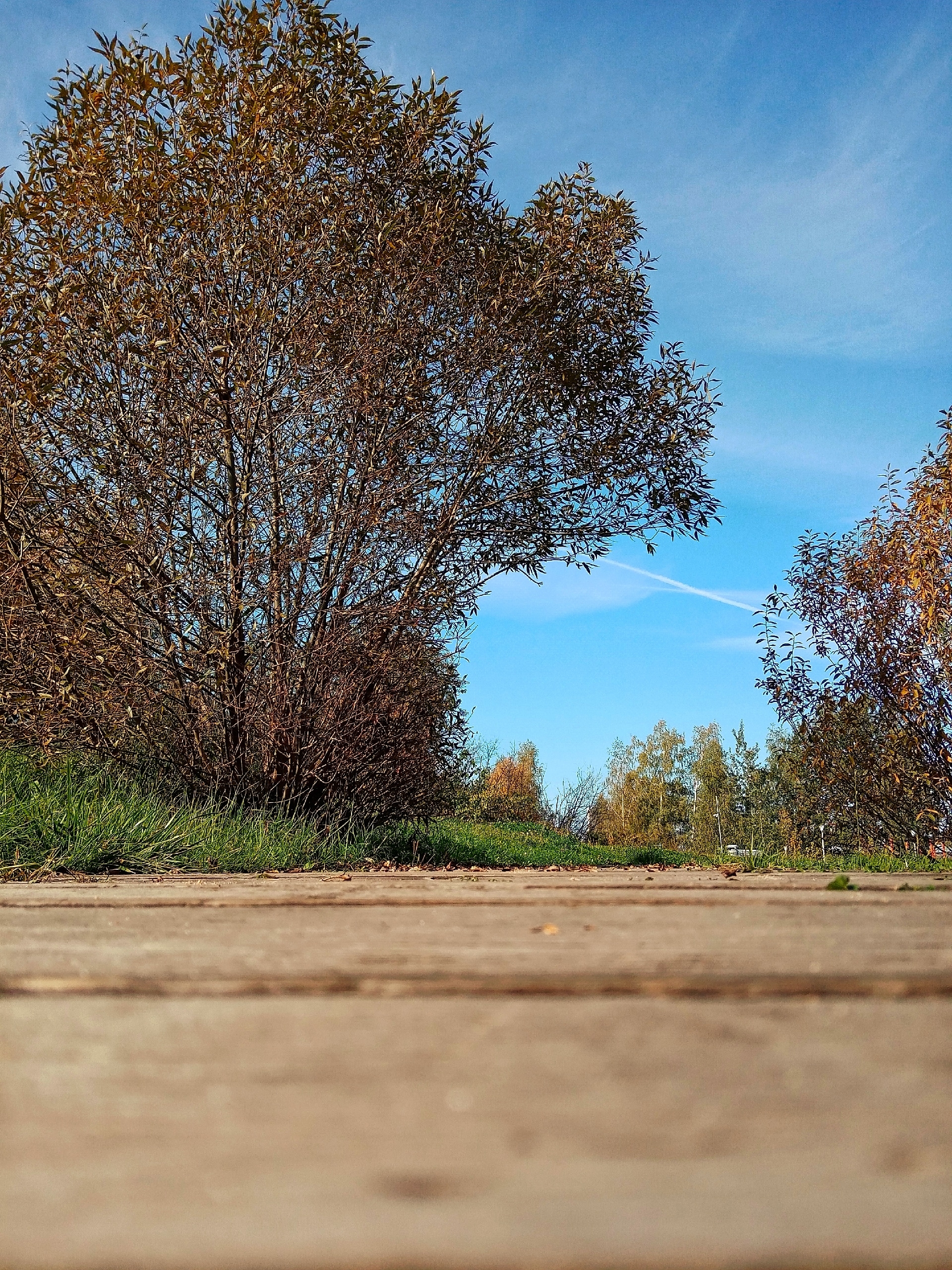 В парке. — Краснознаменск