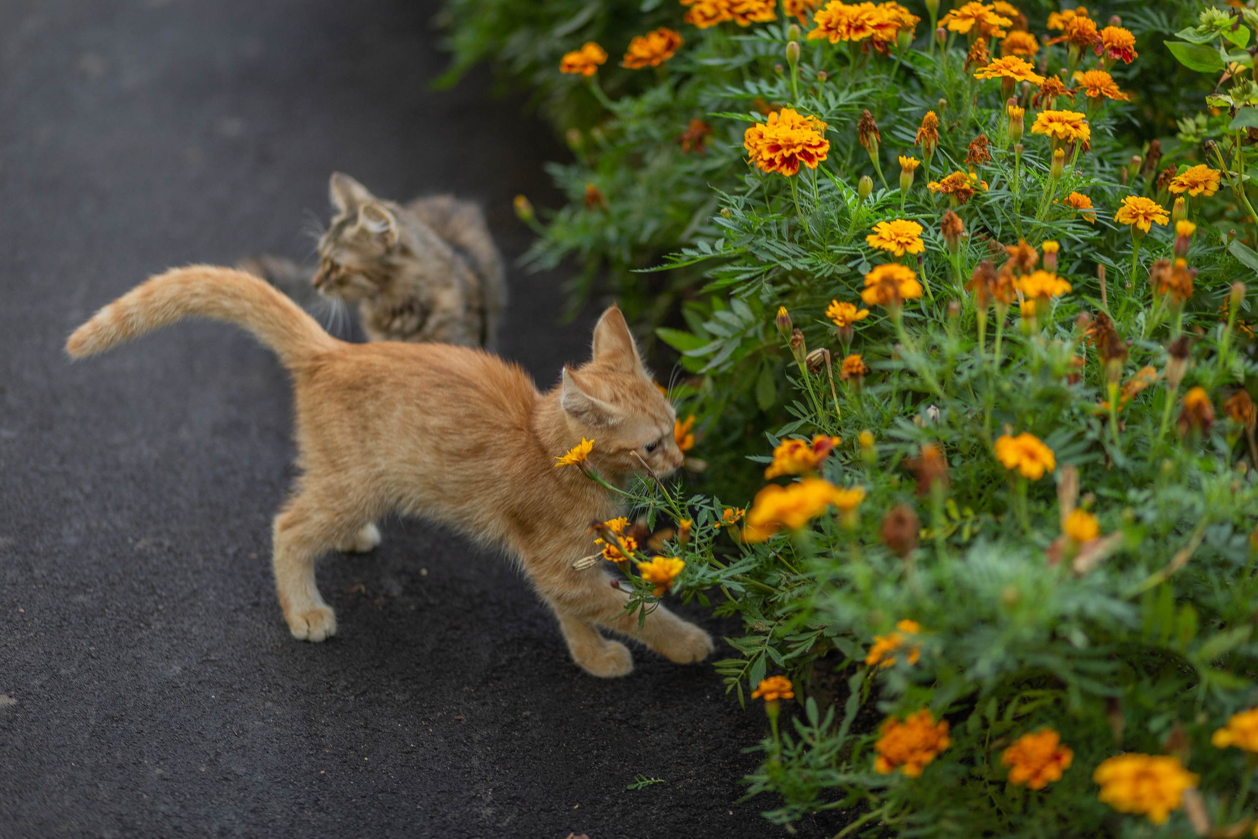 Котята с Мира 17 ???? Марина Маринина — Краснознаменск