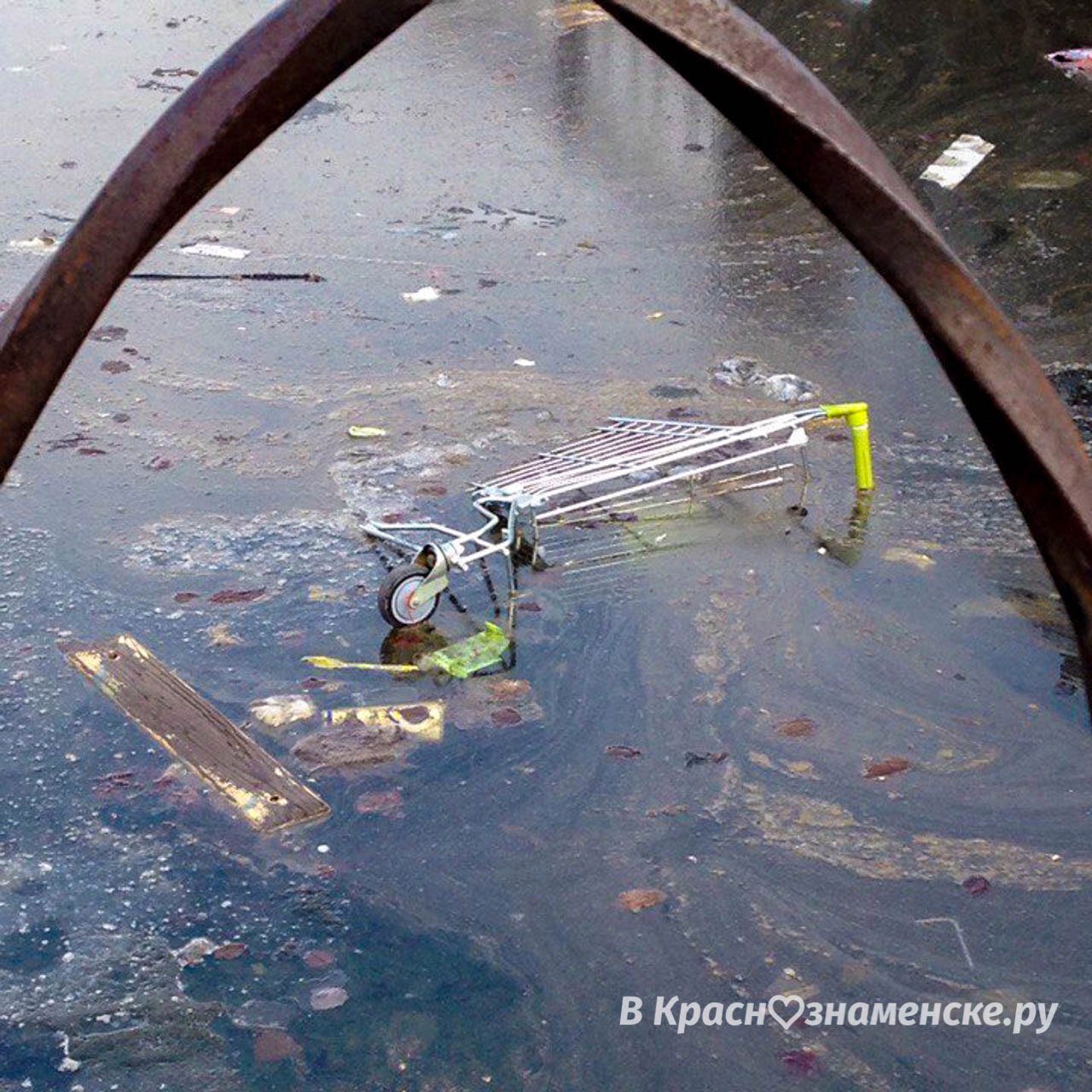 Городское озеро полно сюрпризов