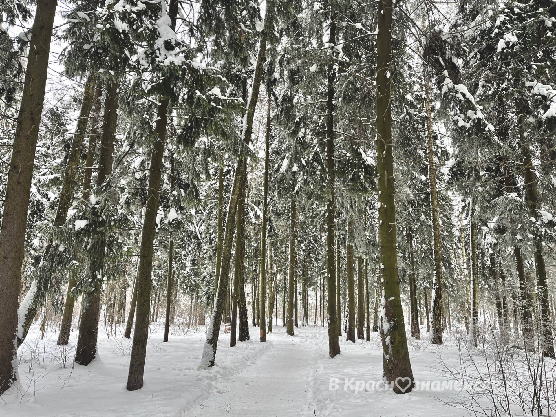 Прогулка по Городскому парку  © в Краснознаменске.ру Мы в te