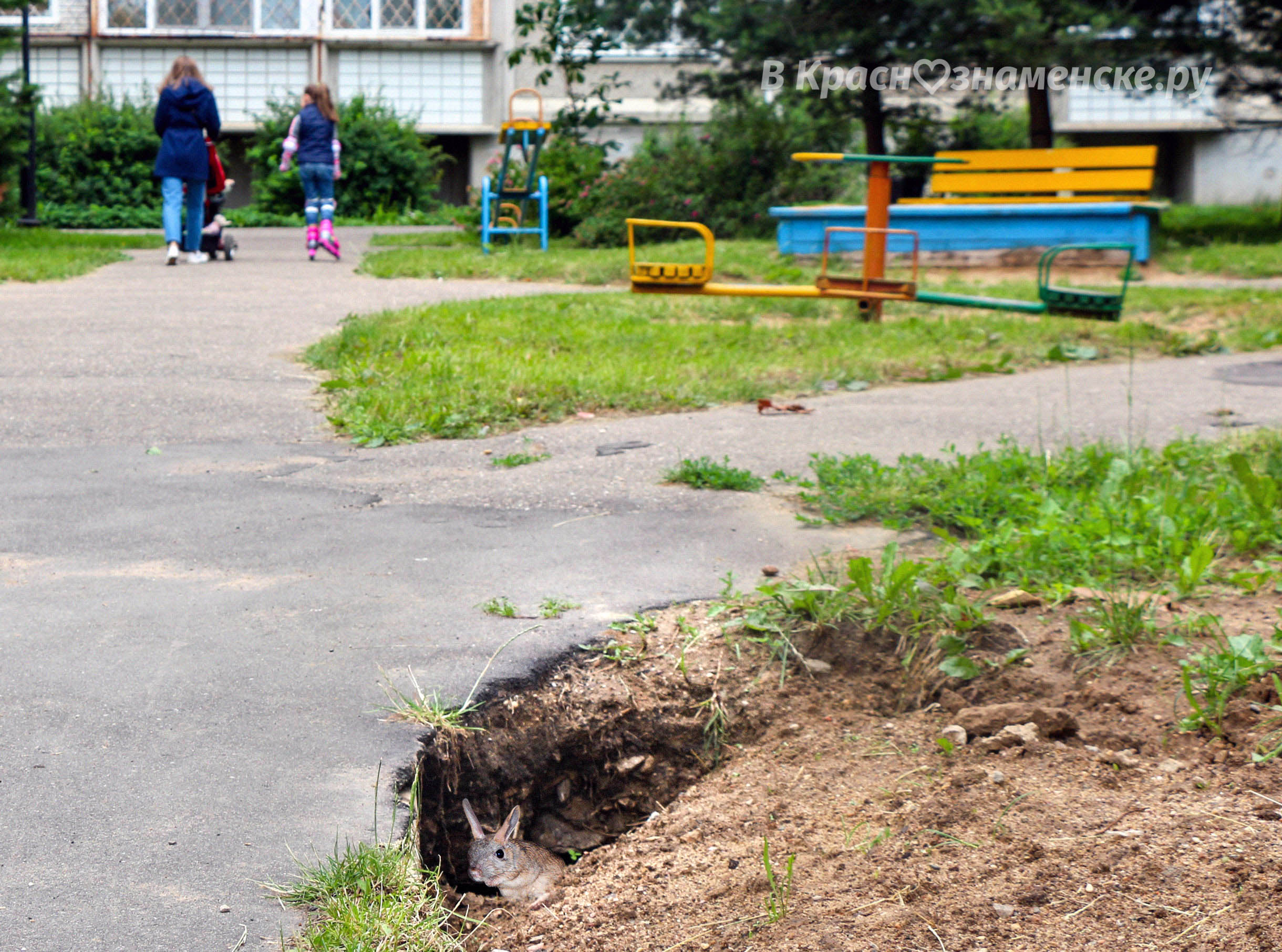 Ещё один подземный житель в городе????