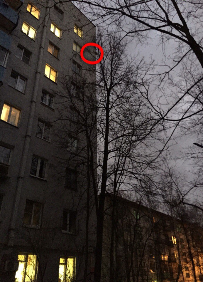 На парковой 9,на высоте 8го этажа на дереве застряла кошечка