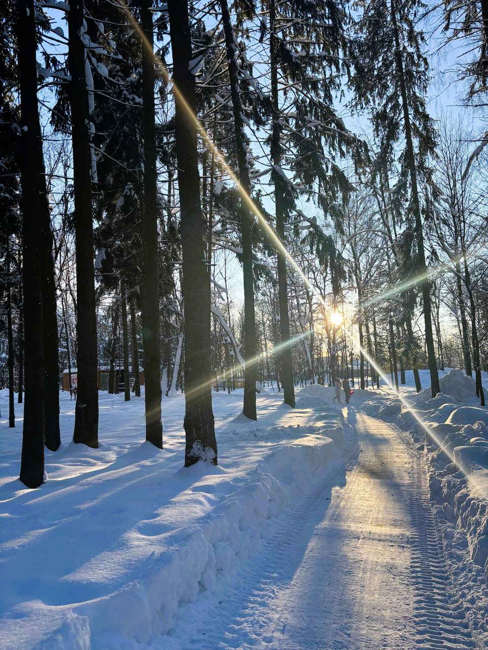 Беличий парк в лучах закатного солнца  © Парки Краснознаменс