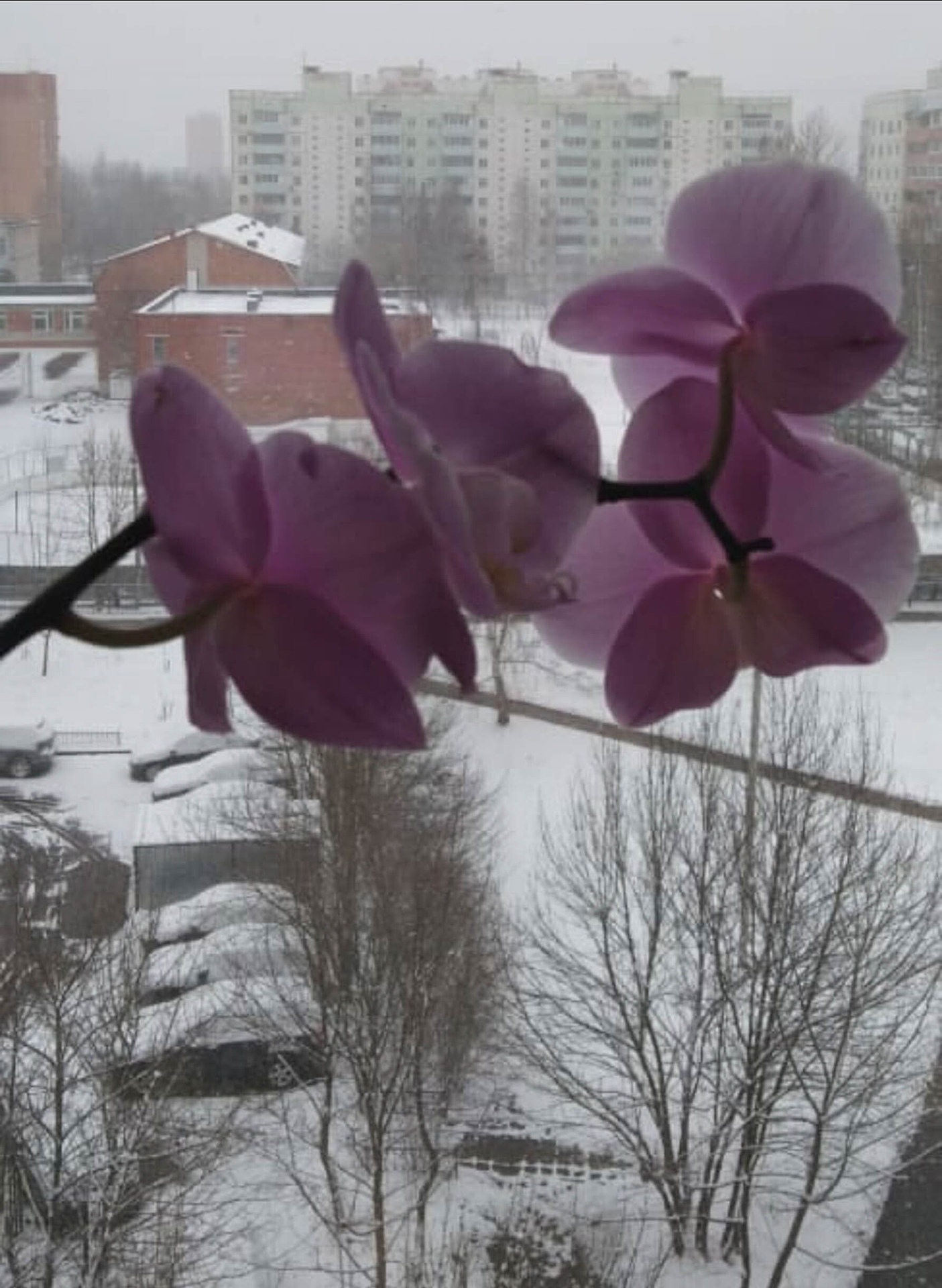 Доброе утро, заснеженный Краснознаменск!