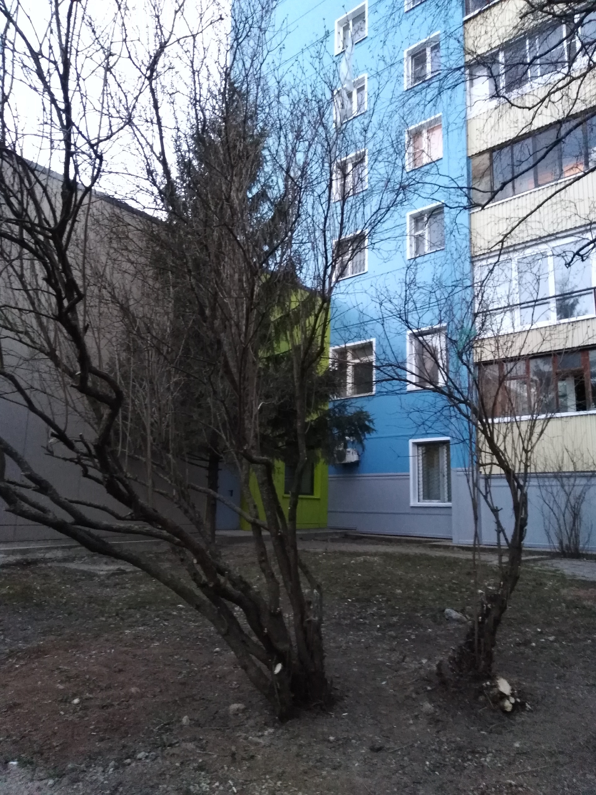 Посмотрите, как подрезали сирень. Молодые ветки срезали, а с
