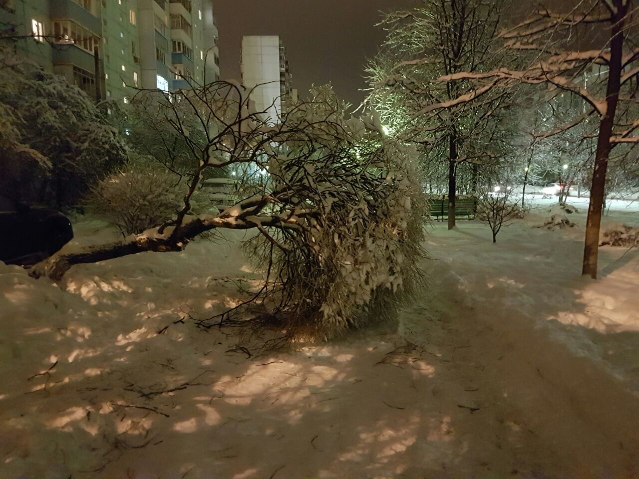 Сначала на бульваре, вчера вот - на Победе. Деревья, конечно