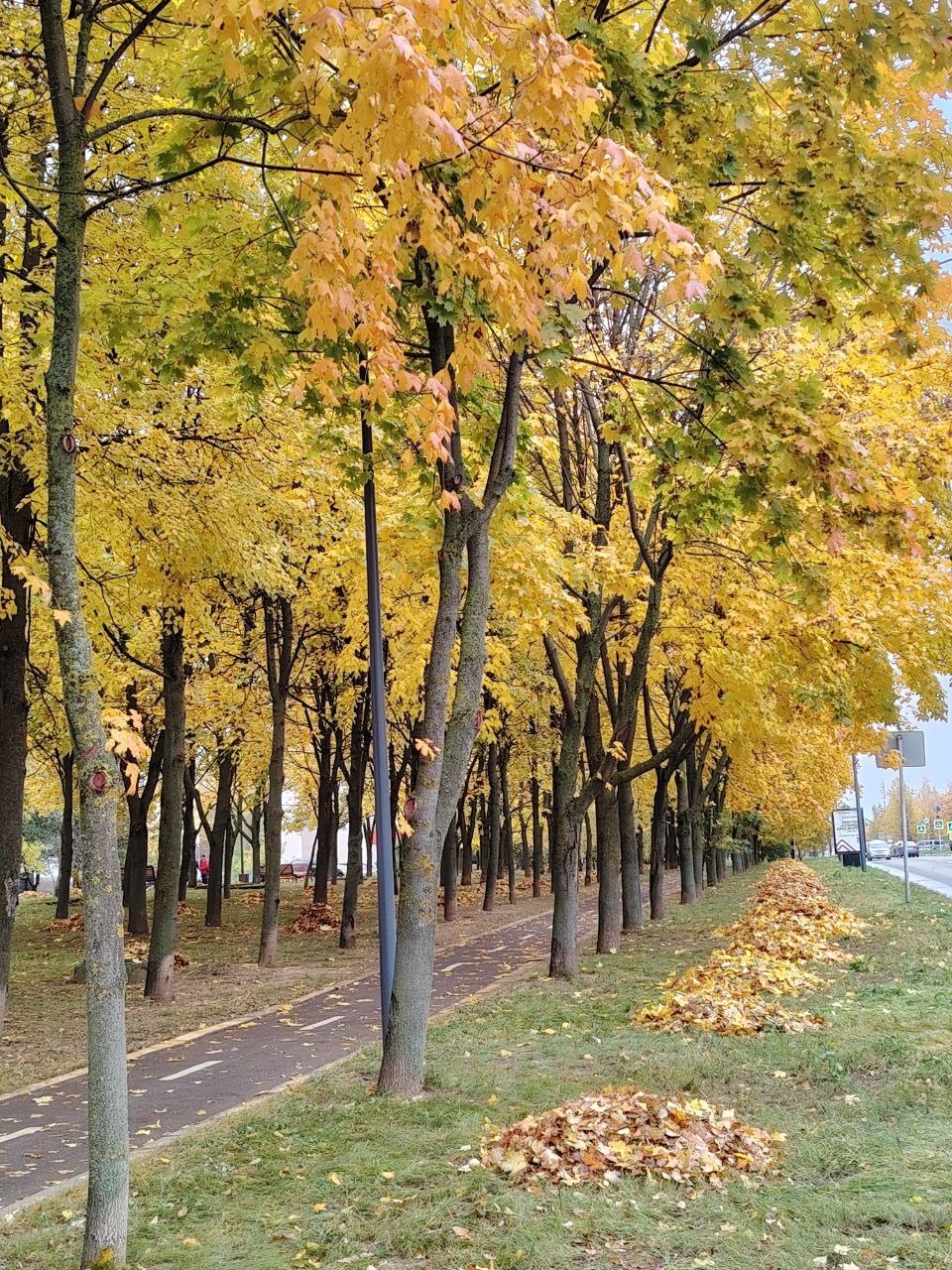 Красота краснознаменской осени ????  ⓒ Краснознаменск ???? Чат htt