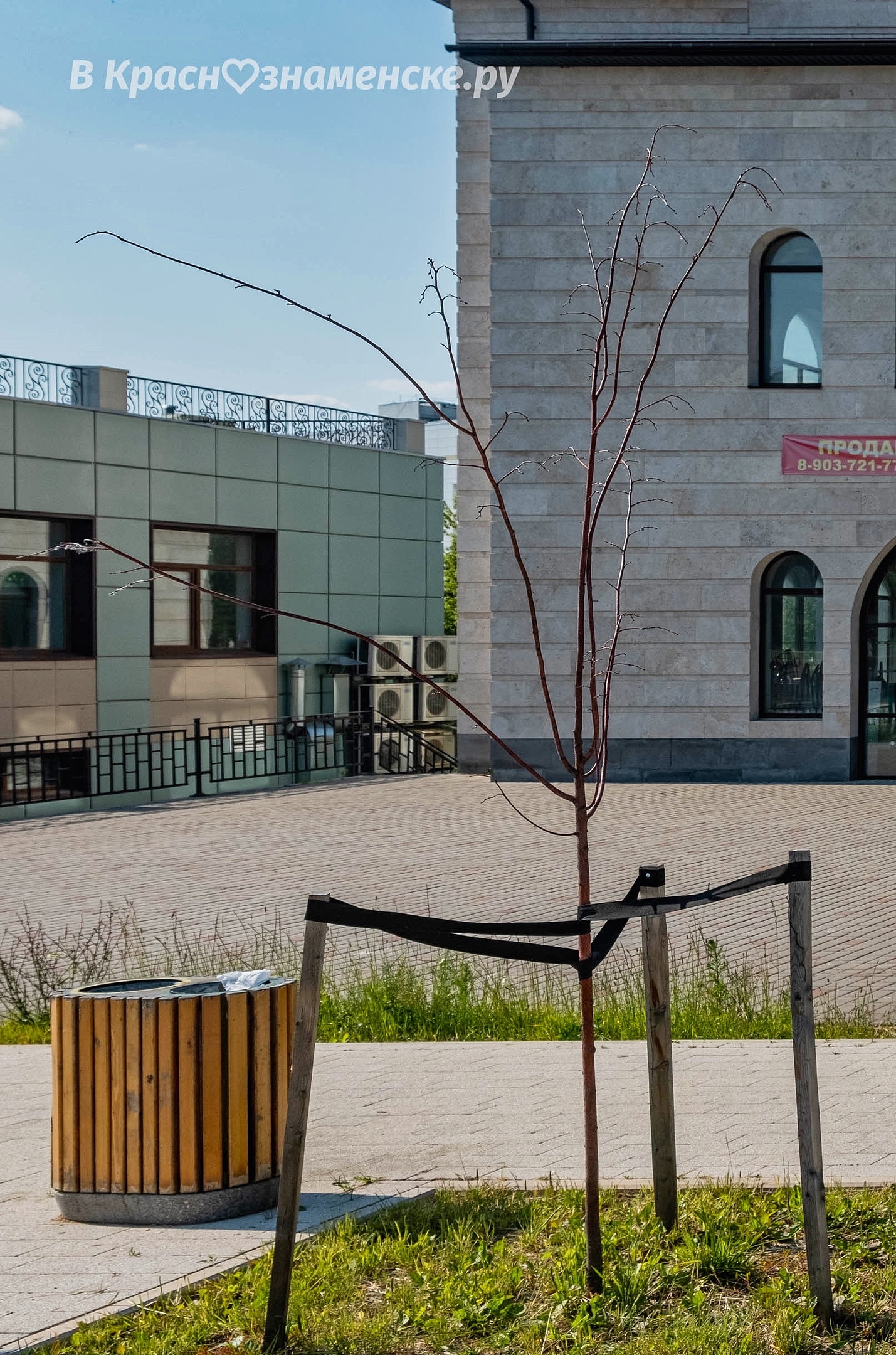 На городском озере засохли уже почти все саженцы, которые бы