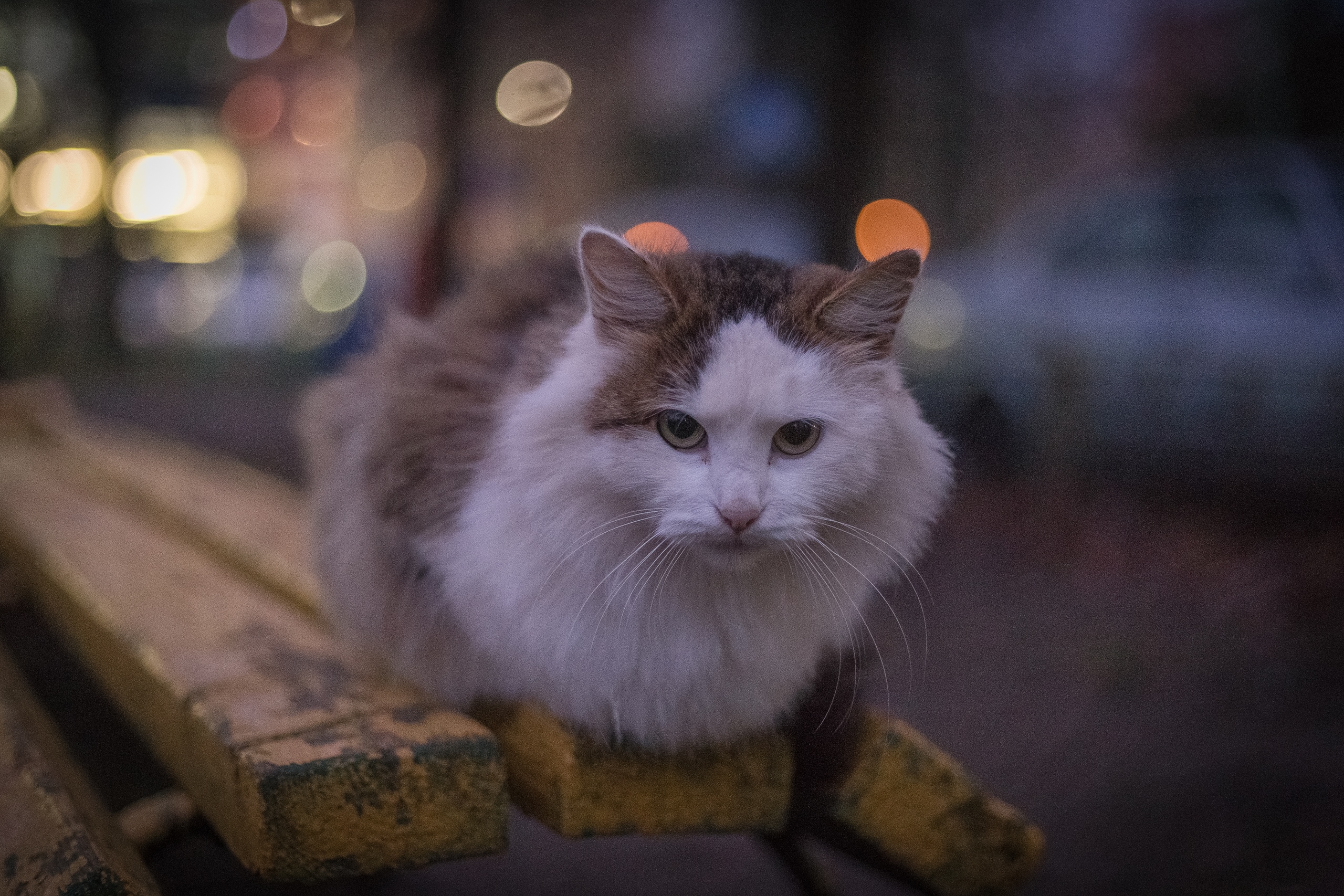 Вечереет????  ???? Марина Маринина — Краснознаменск
