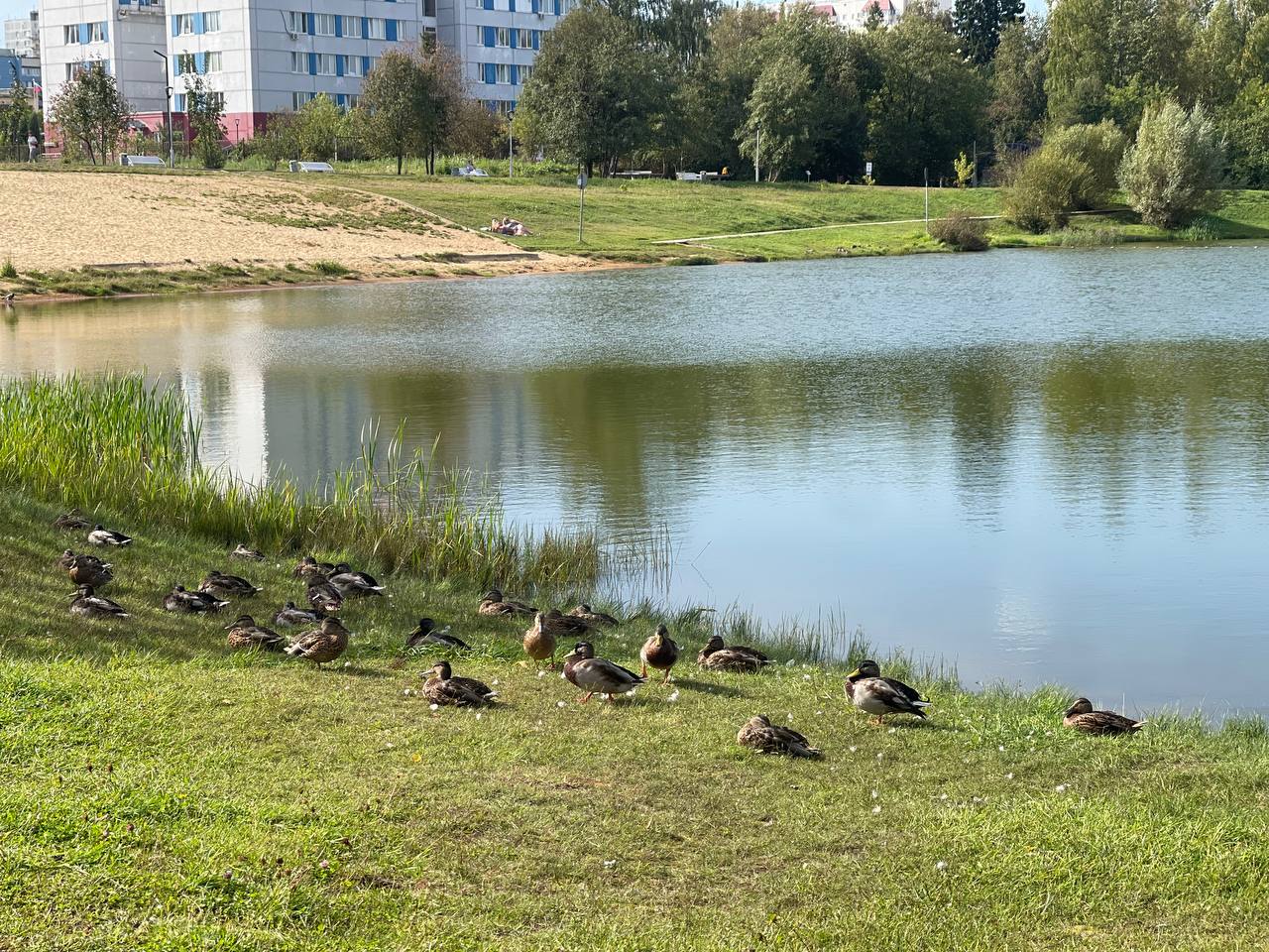 Прогулка по городу. — Краснознаменск