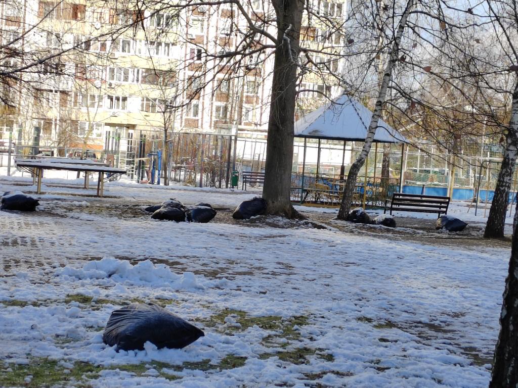Фото 45021 — Краснознаменск