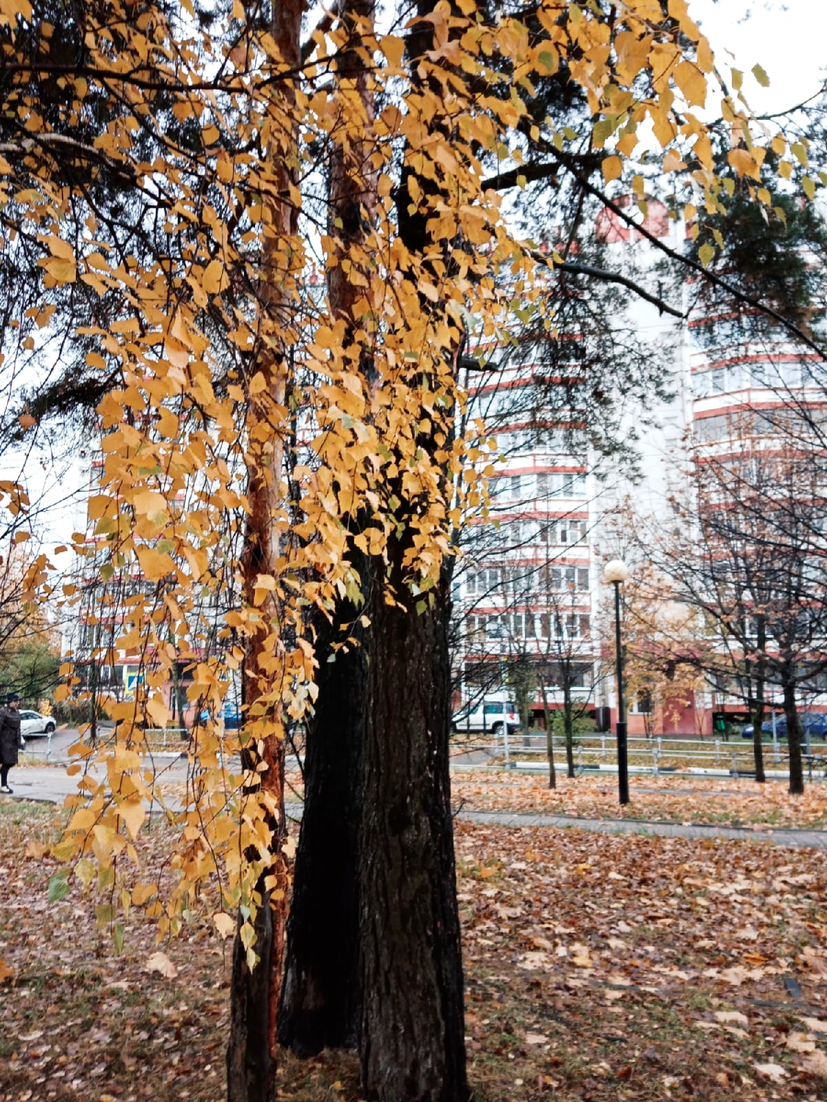 ???? Наталья Меняйлова — Краснознаменск