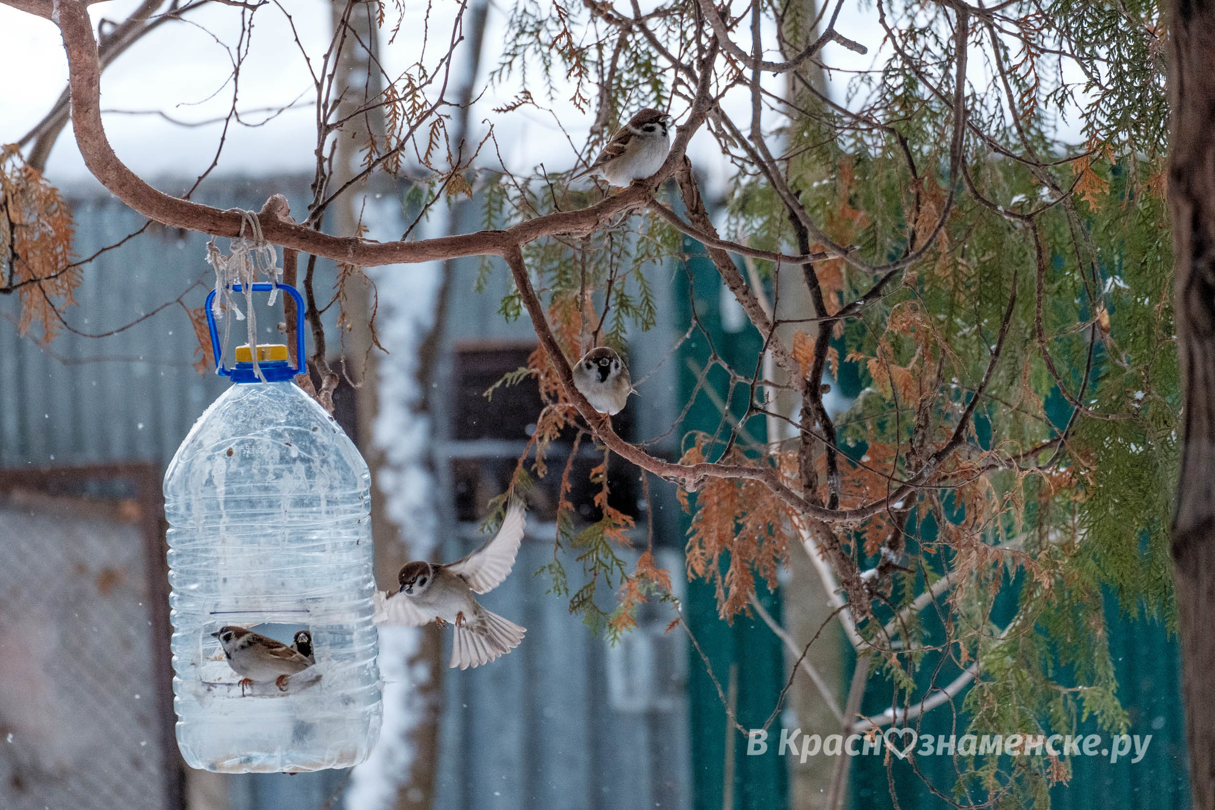 Доброе утро, Краснознаменск!❄ Утром, -9°... -8°, Небольшой с