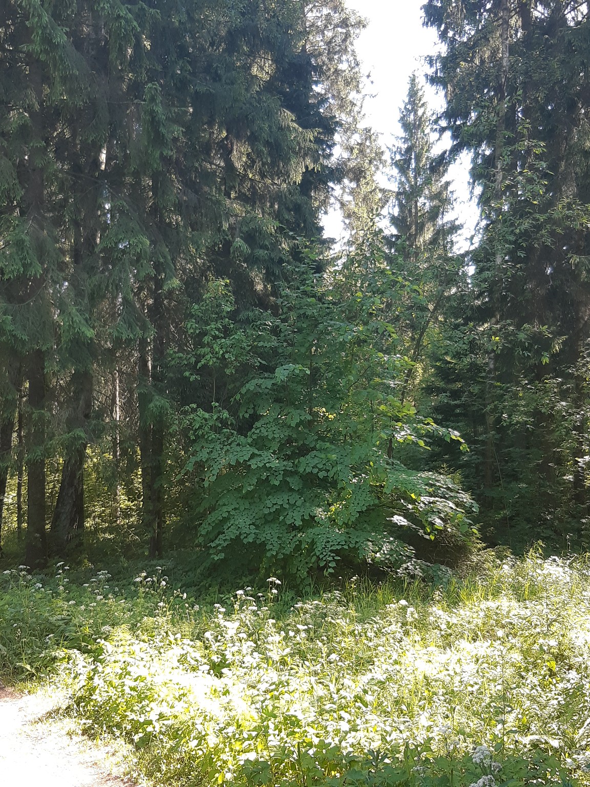 Прекрасных выходных :)  Автор фото: Наталья Трубецкая