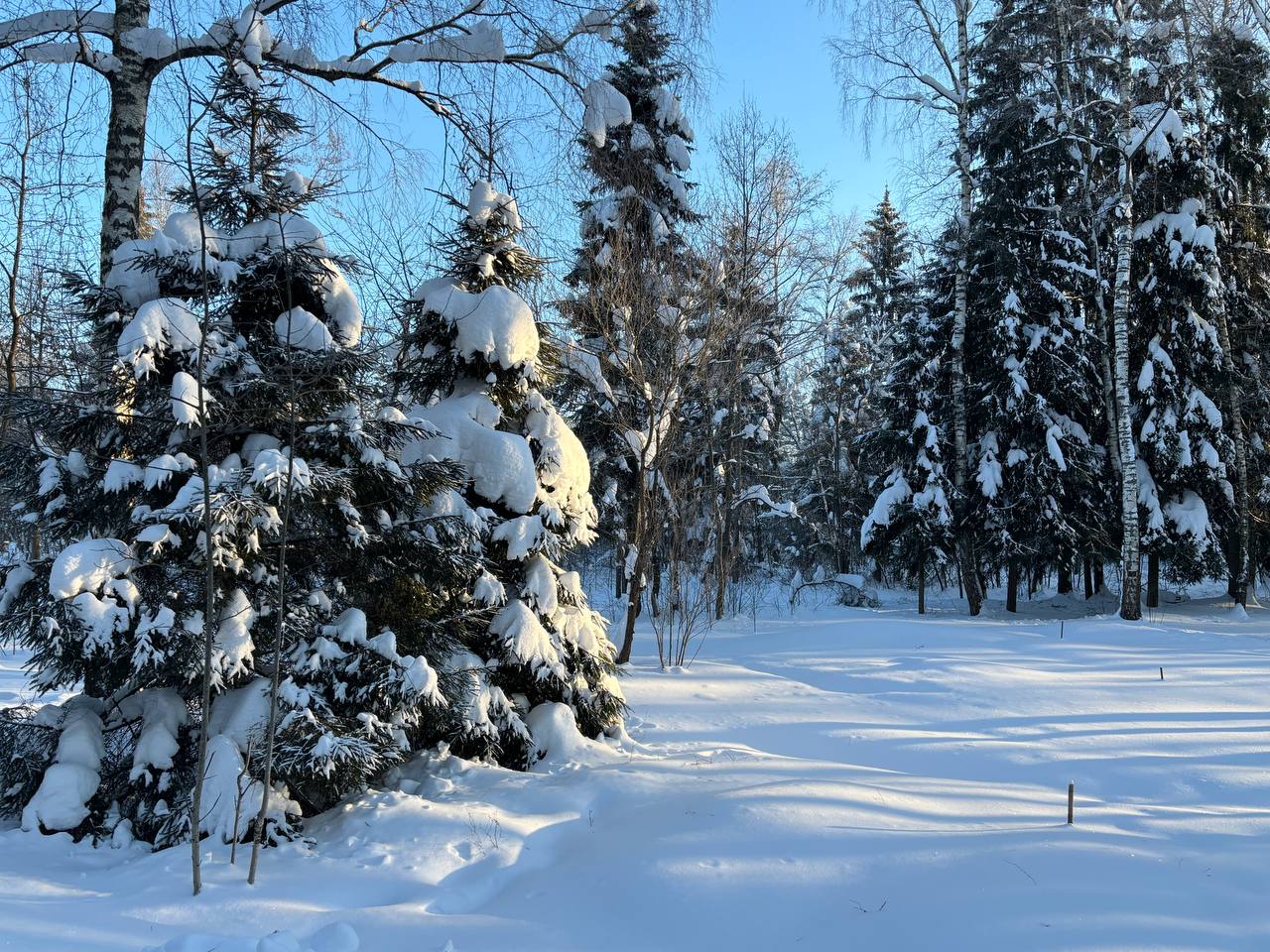 Морозное утро в Городском парке  © Парки Краснознаменска ???? t