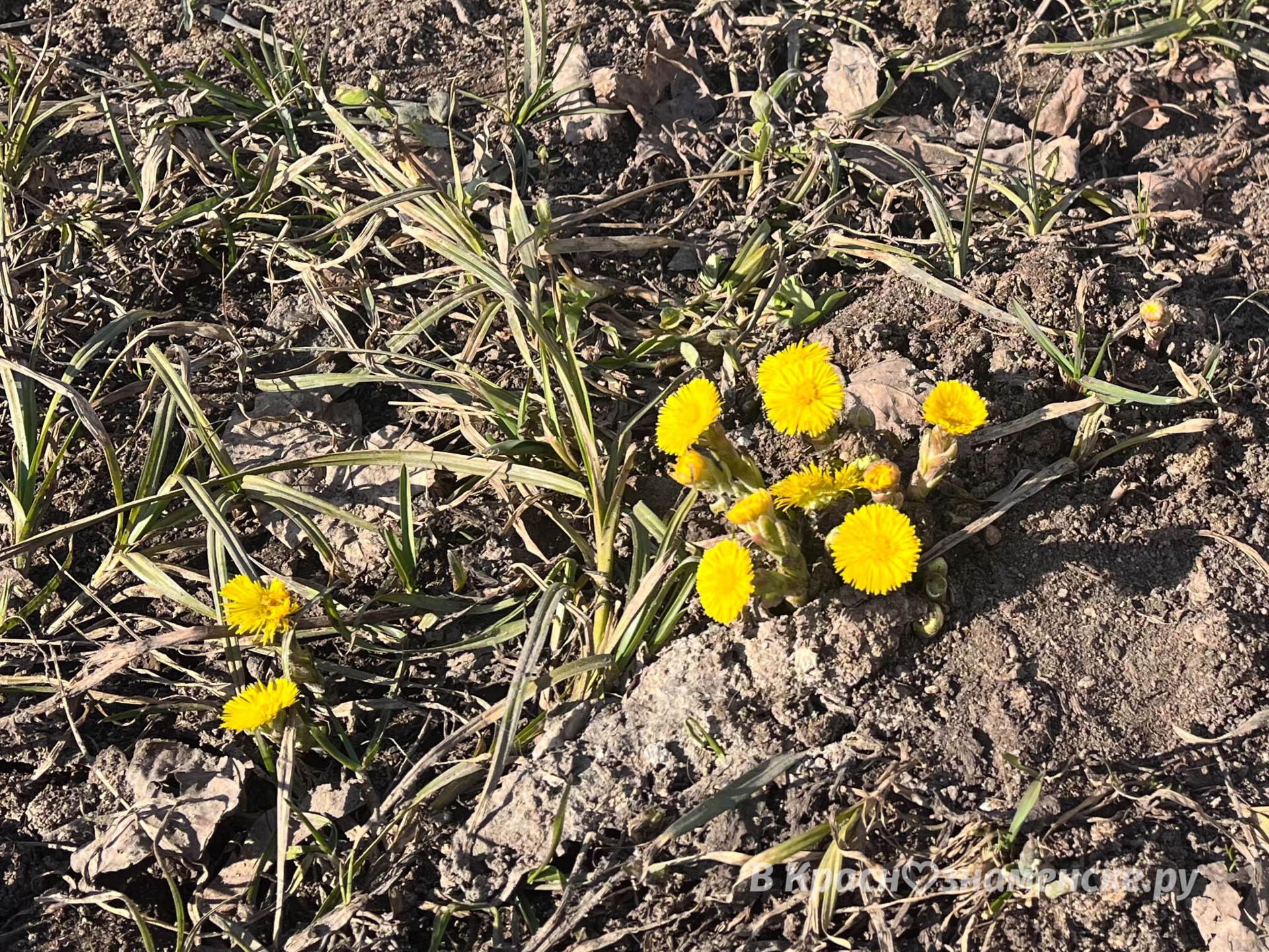В городе были замечены первые цветочки   *Краснознаменск в д