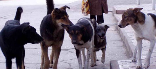 Всем доброго времени суток.  В районе коттеджного сектора (к