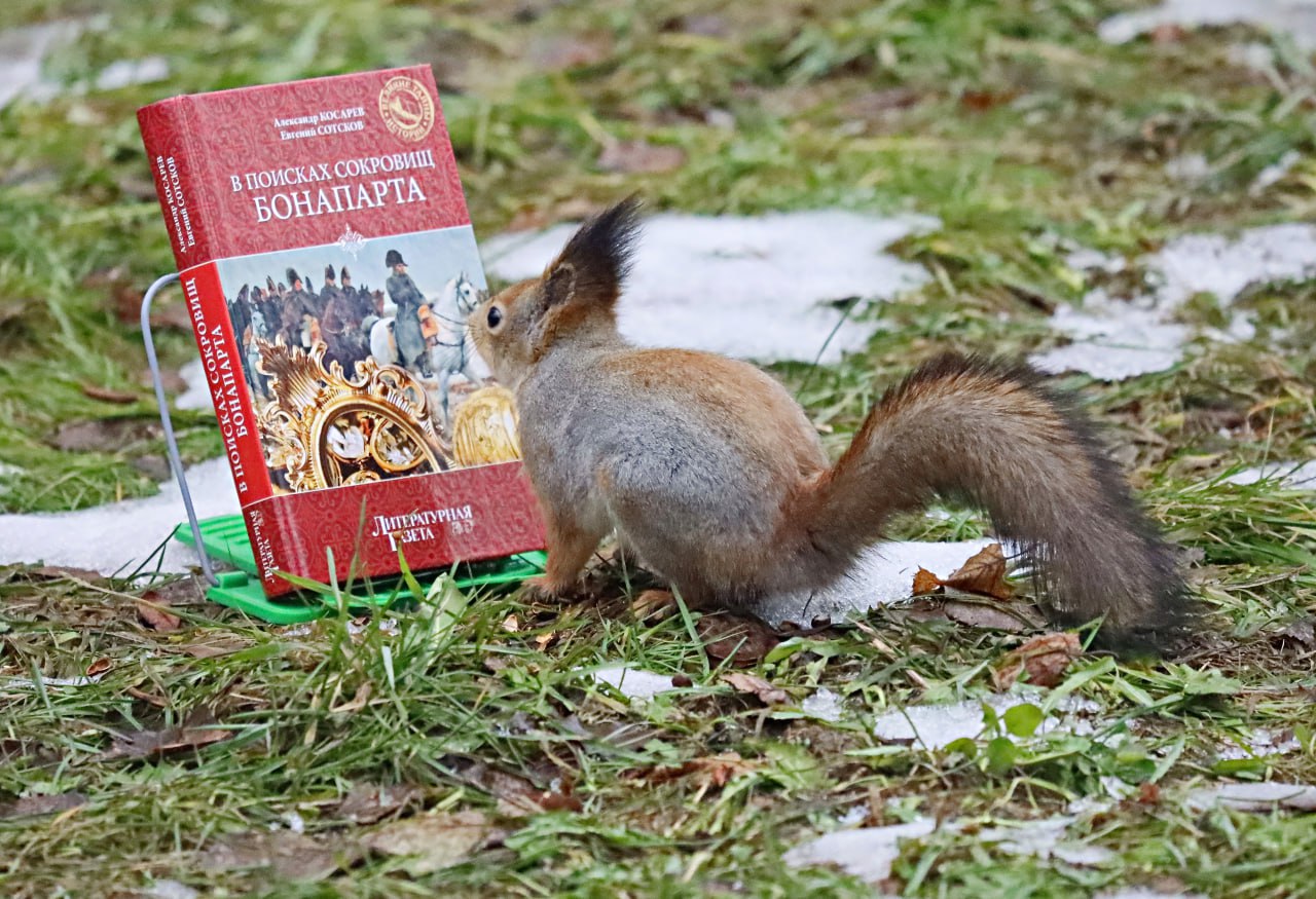 В наших парках живут самые любознательные белочки)  ???? Маслов