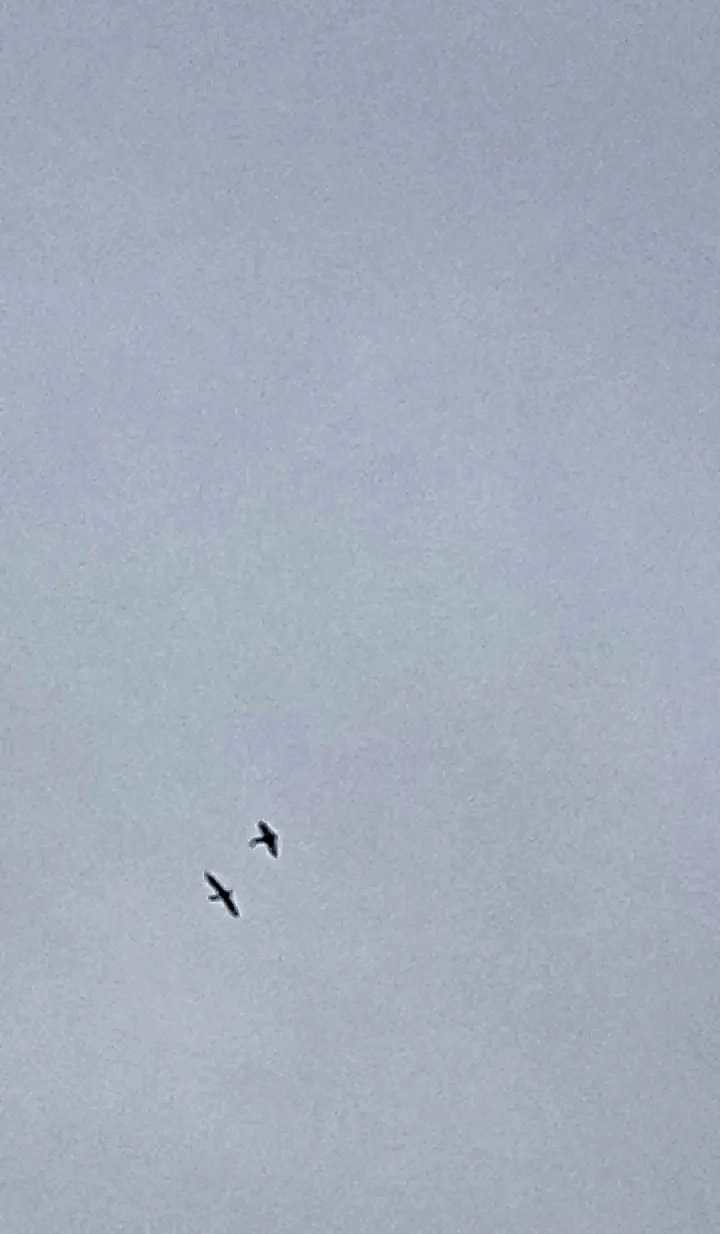 ???? Наталья Меняйлова — Краснознаменск