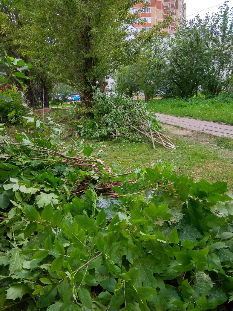 Вчера в районе Парковой улицы вырубили деревья. Жители жалую