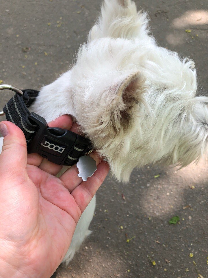 Срочно! Найден пёс на Краснознаменной! Мальчик, стриженный,