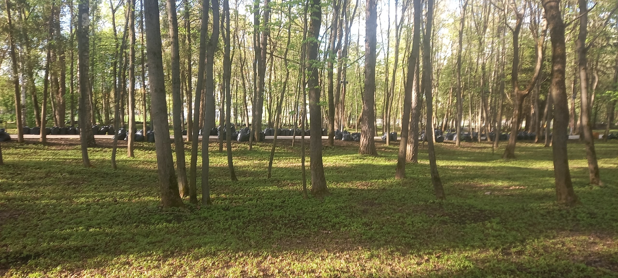 Спасибо за чистый парк — Краснознаменск