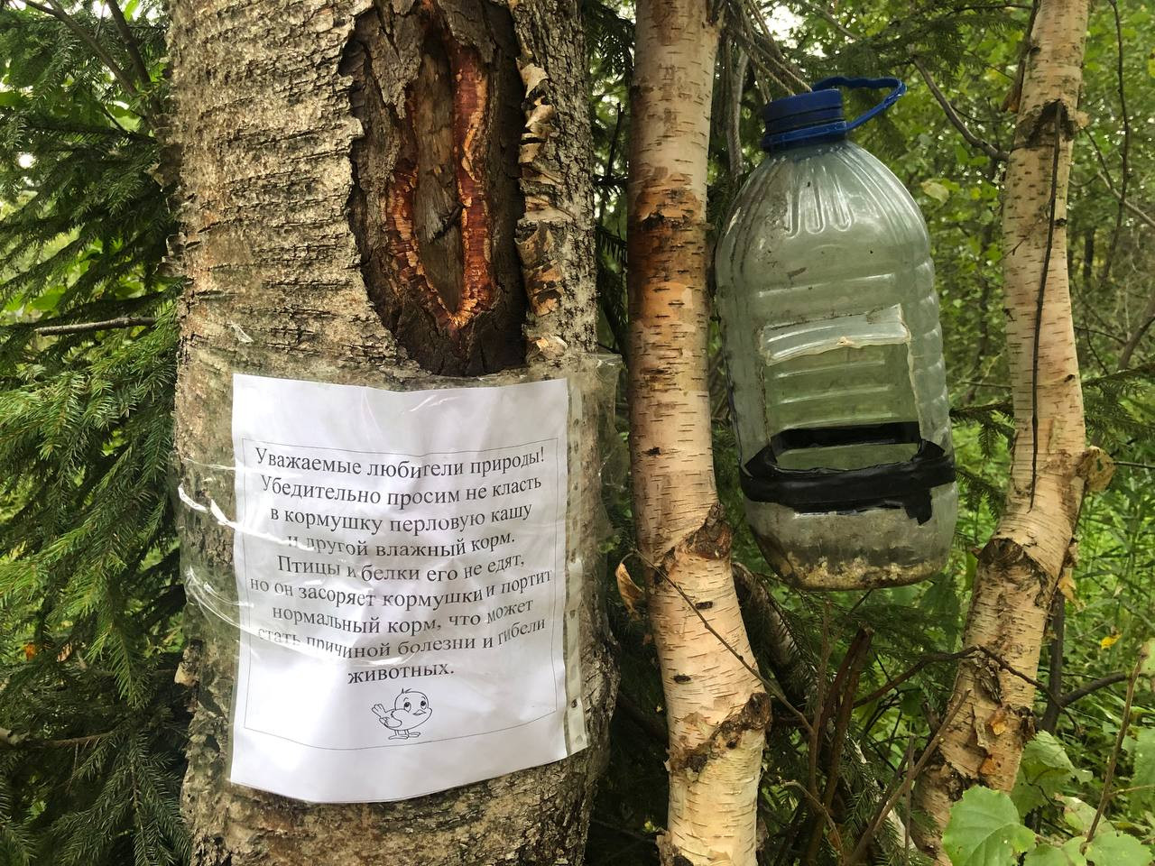 Забота о лесных жителях в городском парке.