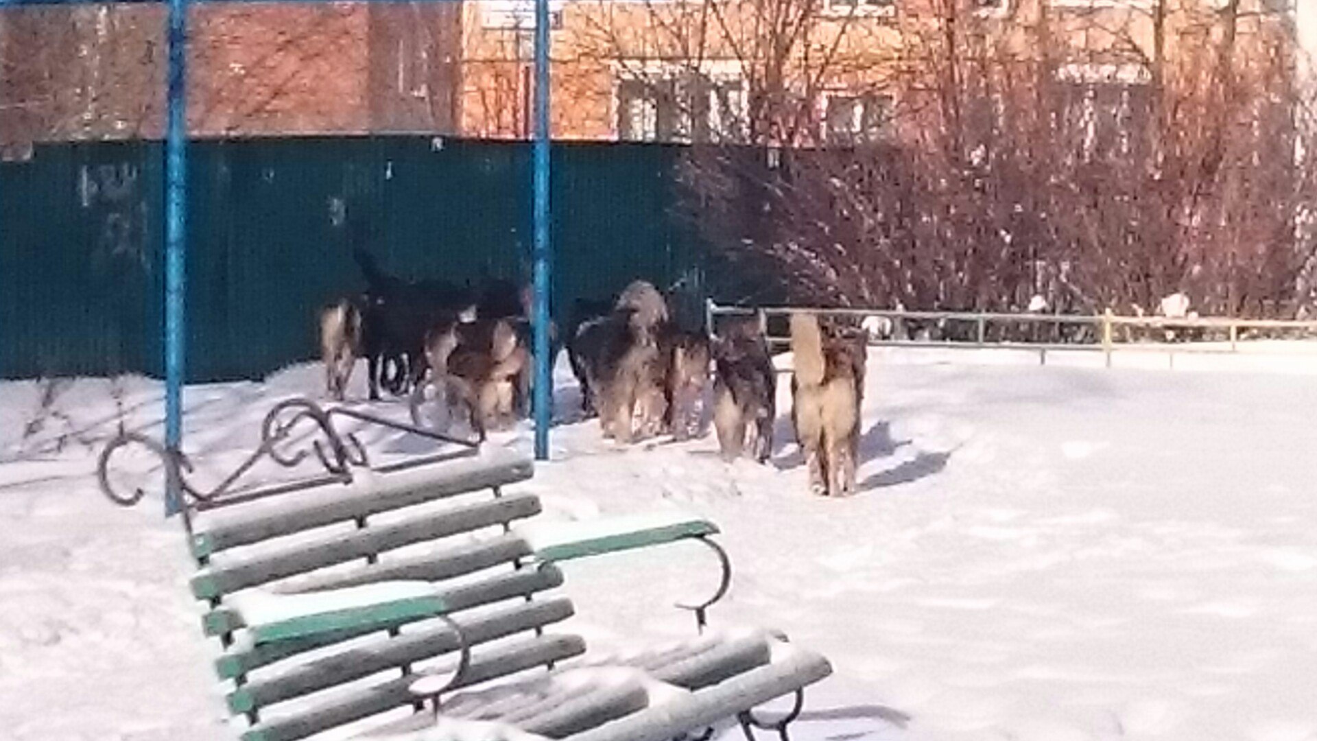 В городе собачья свадьба, около 15 собак. Будьте осторожны, — Краснознаменск