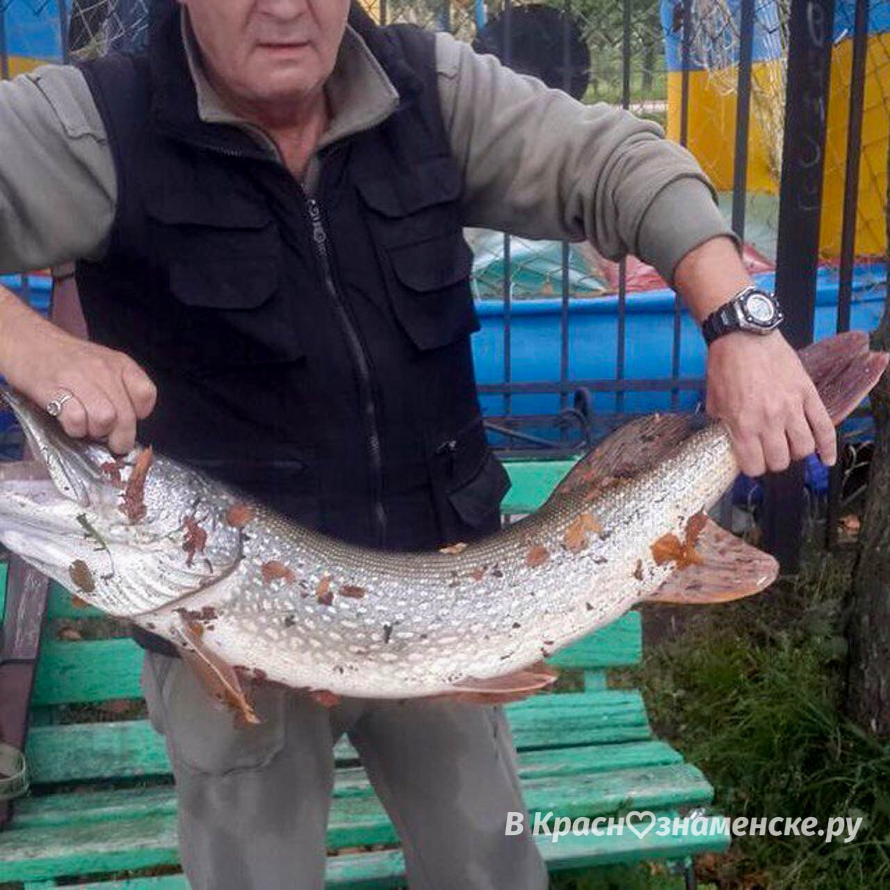 Вот такую рыбу поймал в нашем озере местный рыбак. Круто же?