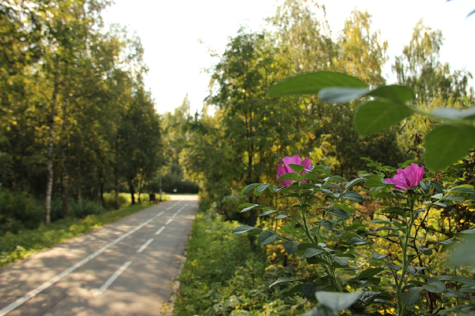 В парке Краснознаменска.