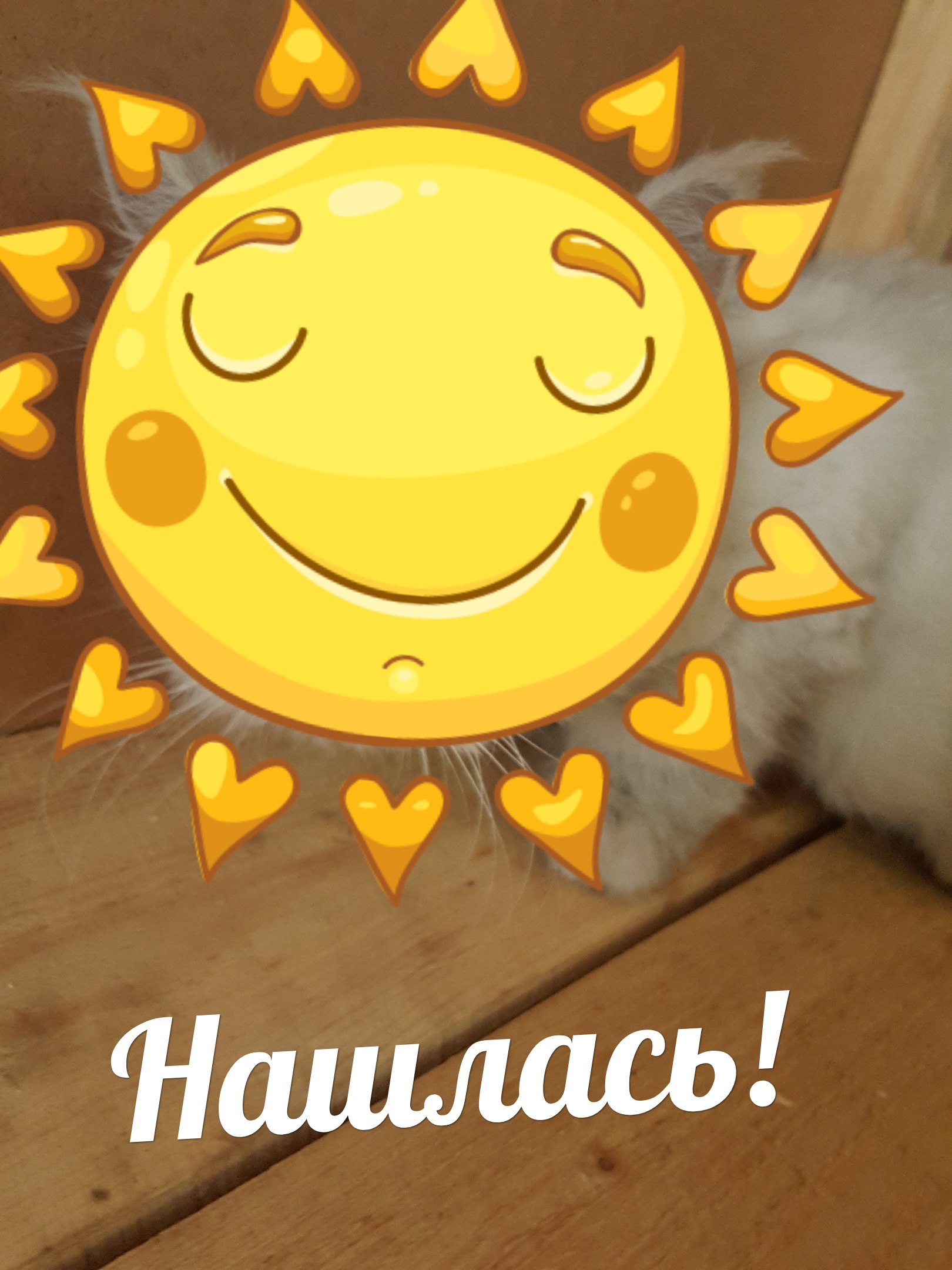 Нашлась кошечка . Персидская, домашняя, стриженная, очень ху