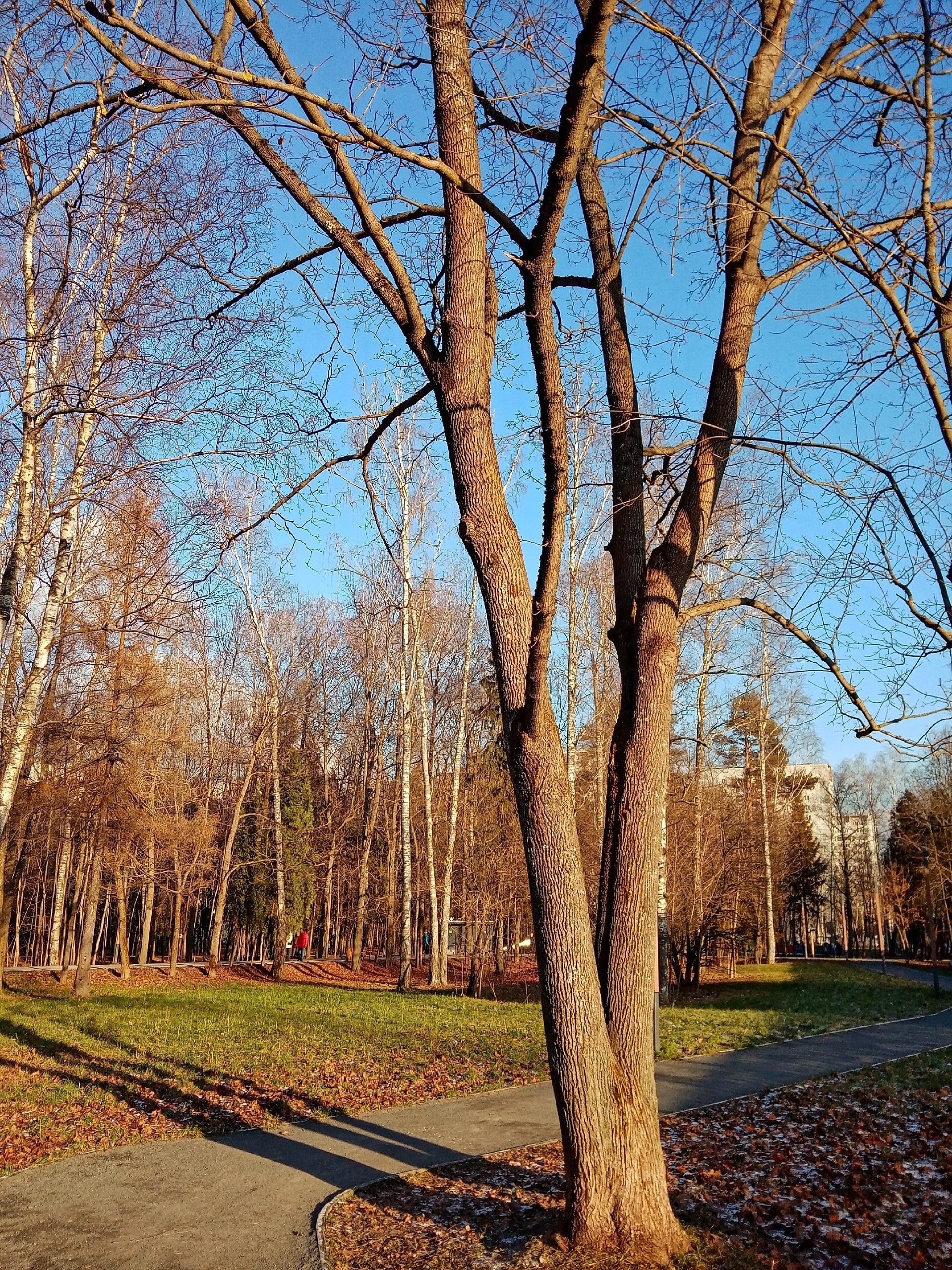 В парке. — Краснознаменск