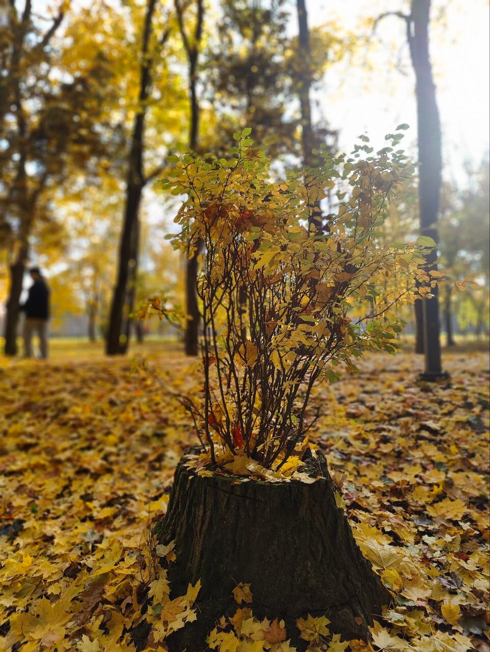 Прогулка с котом в Беличьем парке ???? Anastasia V. @ — Краснознаменск