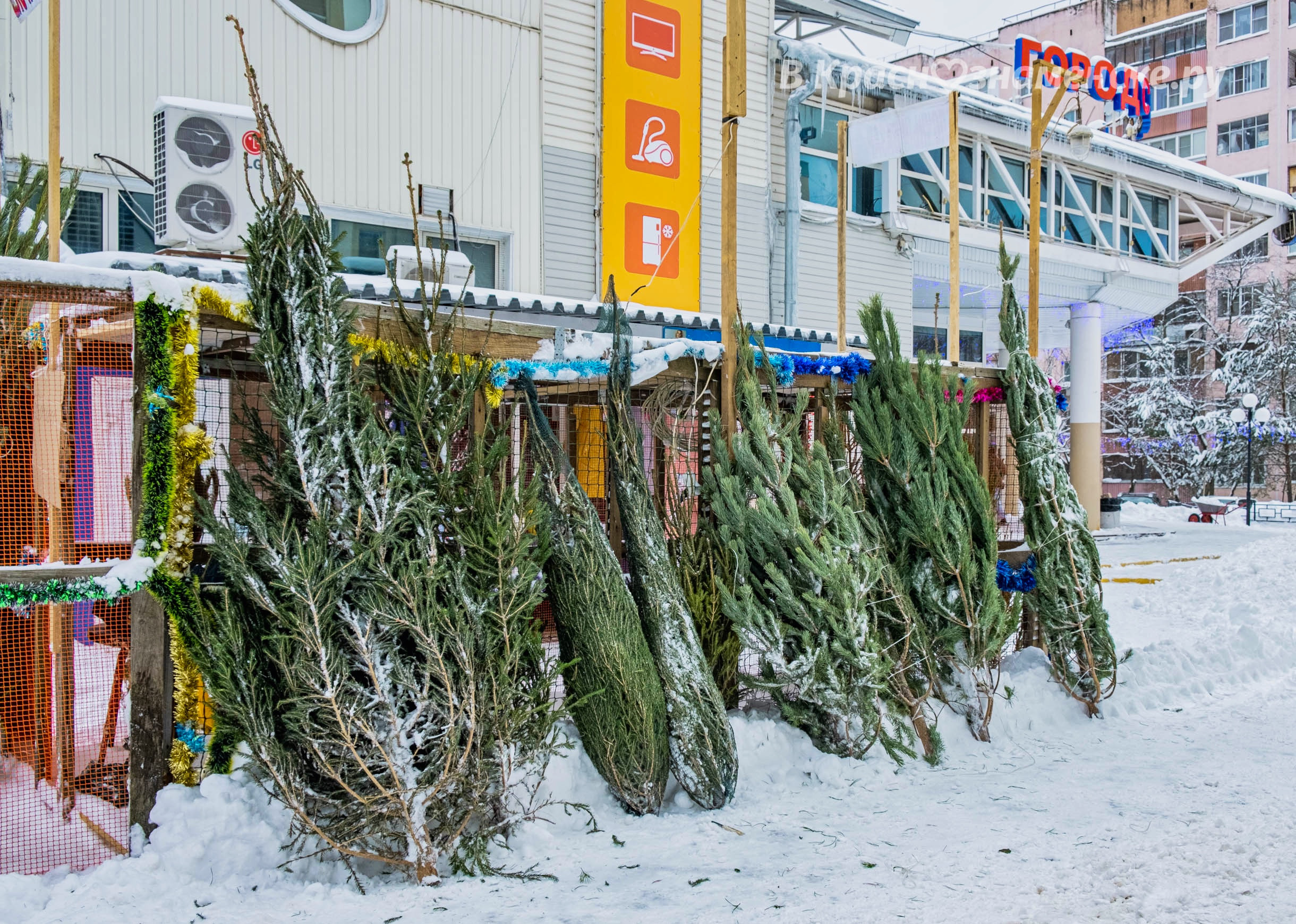 У Городского рынка открылся ёлочный базар!  Цена ёлочек и со