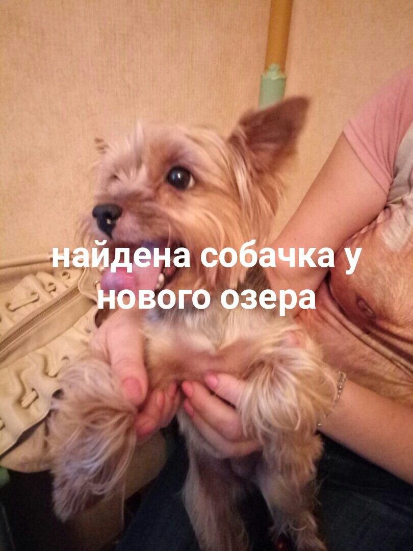 найдена собачка у новоо озера.