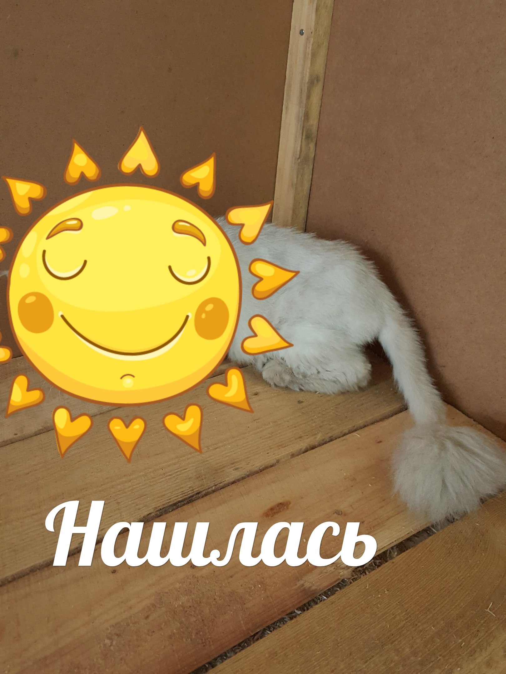 Нашлась кошечка . Персидская, домашняя, стриженная, очень ху