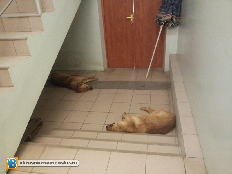 Быстрое меню — Краснознаменск