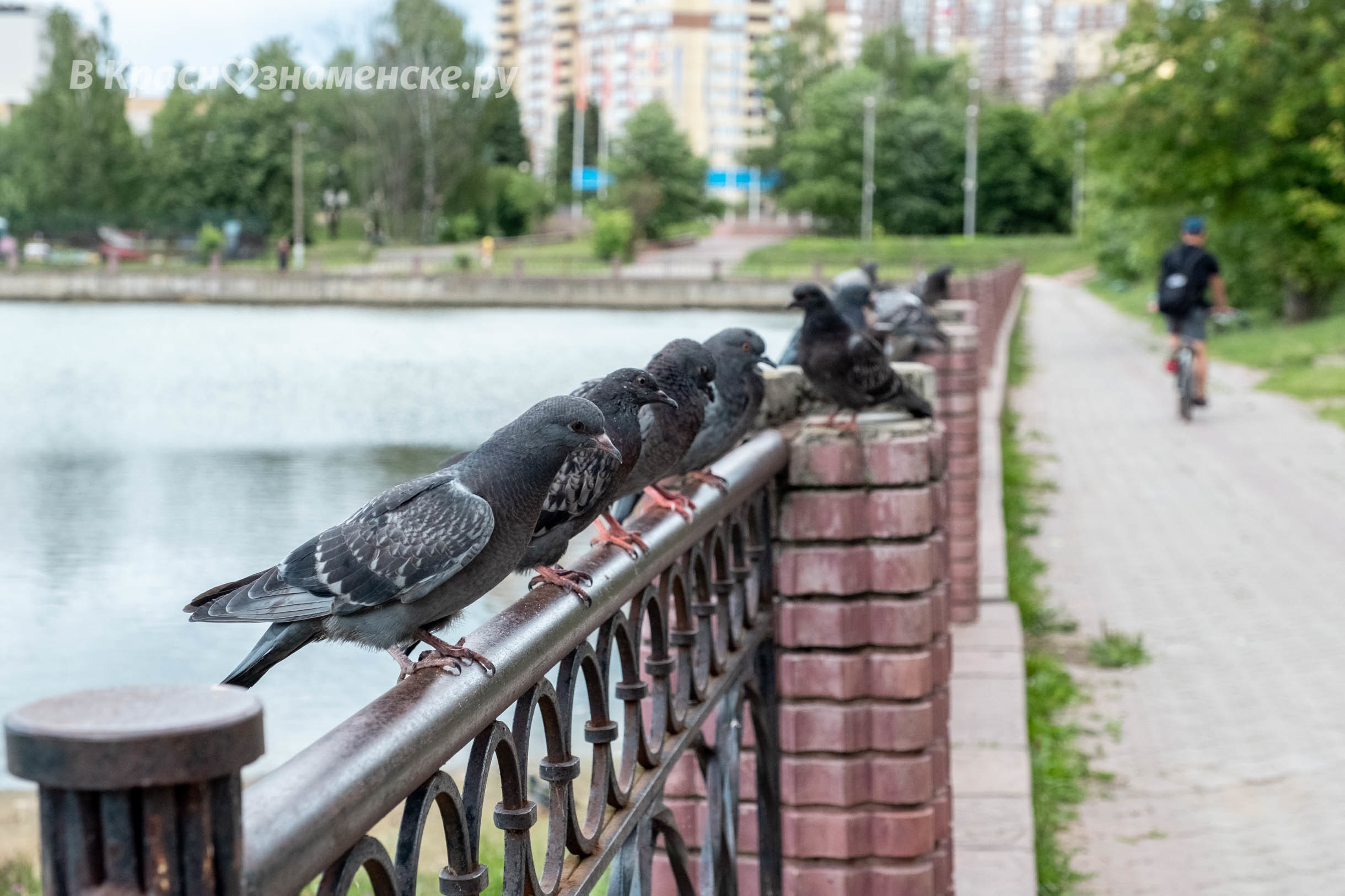 Фото 33943 — Краснознаменск