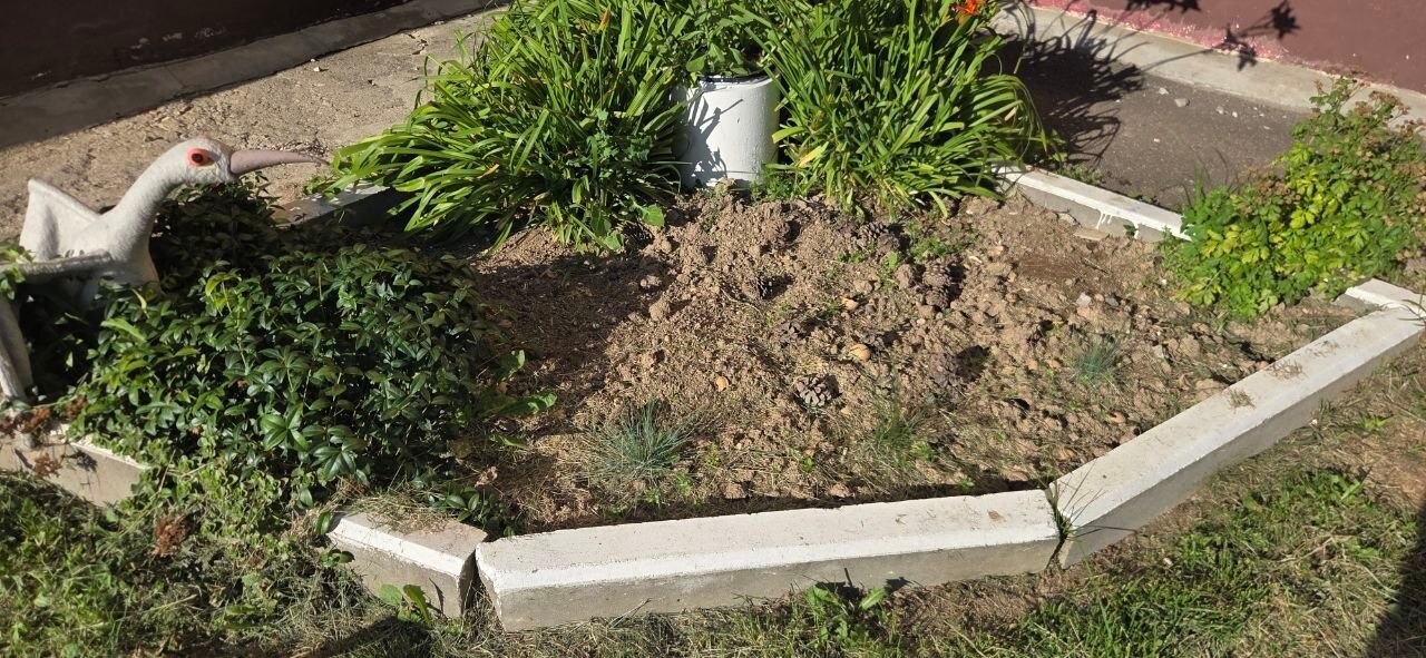 Участились случаи воровства придомовых растений, неделю наза