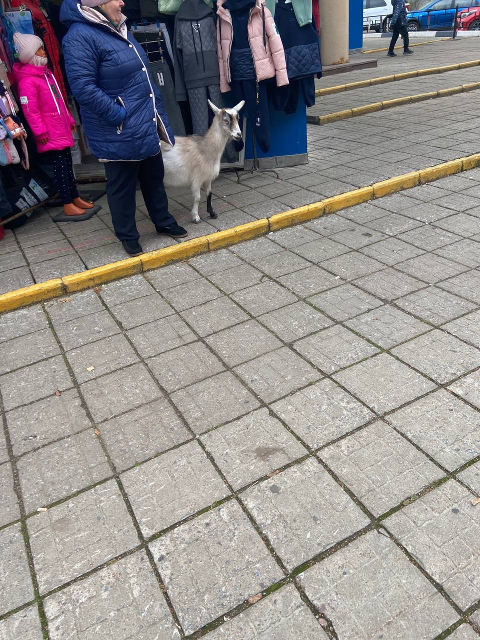 Возле рынка центрального гуляет коза, кто потерял?)