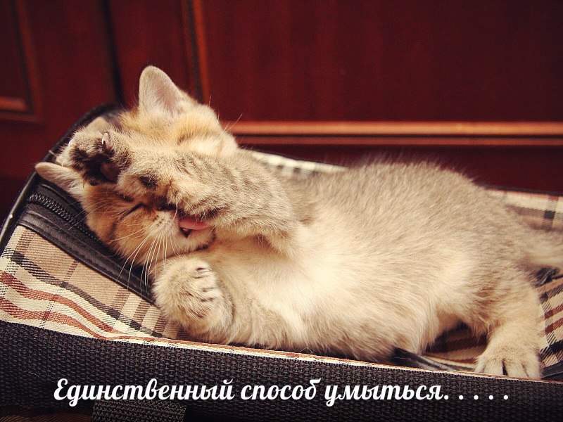 Единственный способ умыться. . . . .