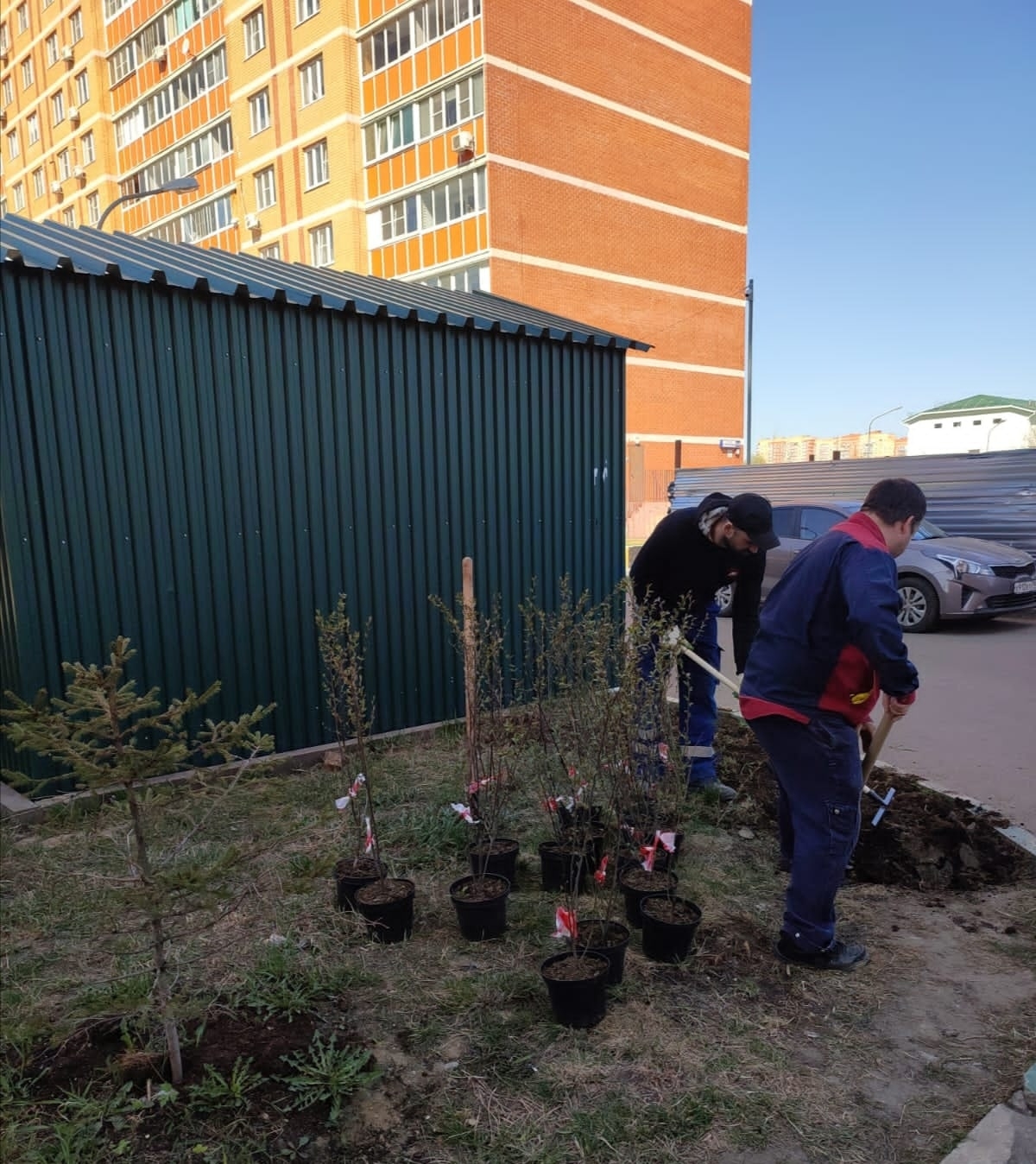 Сегодня были высажены 35 кустарников жителями дома, председа