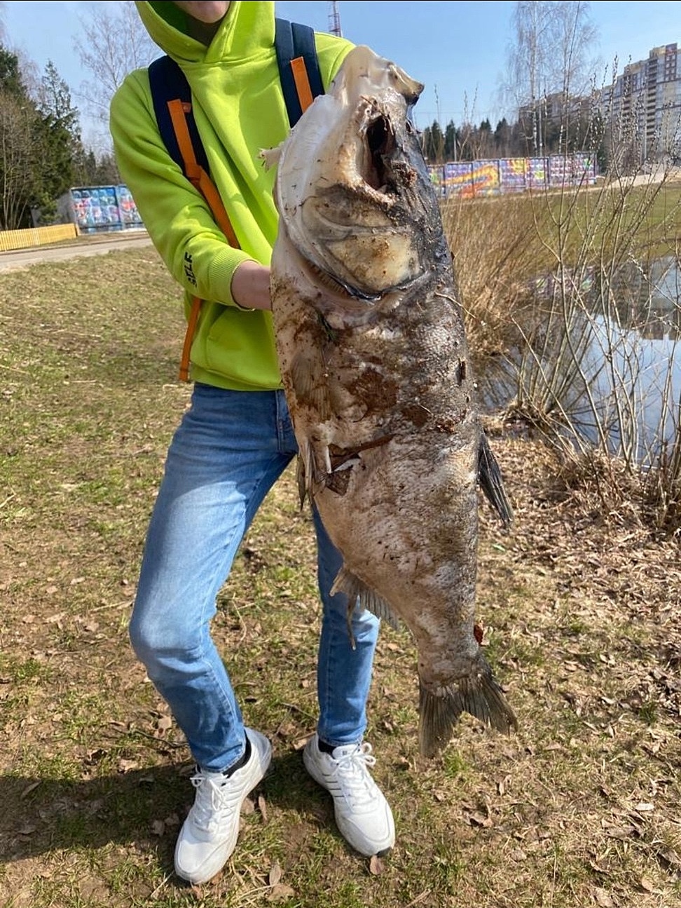 Что за рыба?