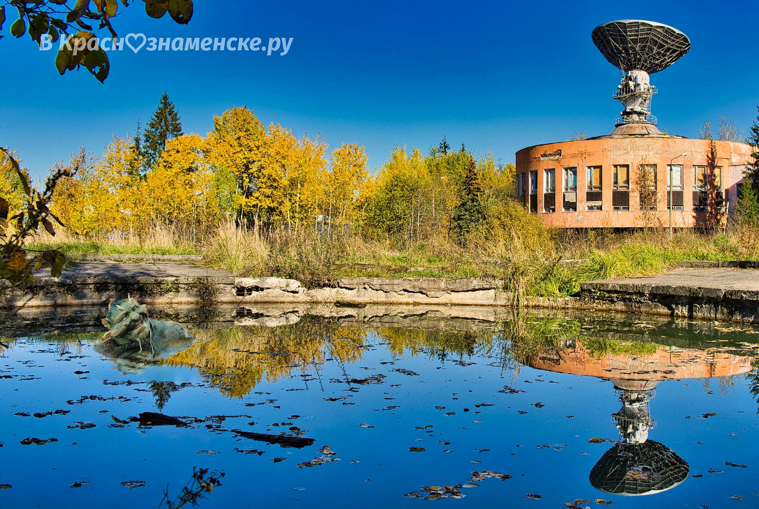 Редкие кадры жутких обитателей нашего городка)) — Краснознаменск