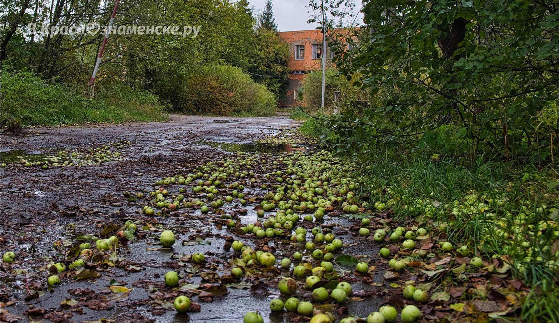 Старая прогулка у одной из самых необычных заброшек города. — Краснознаменск