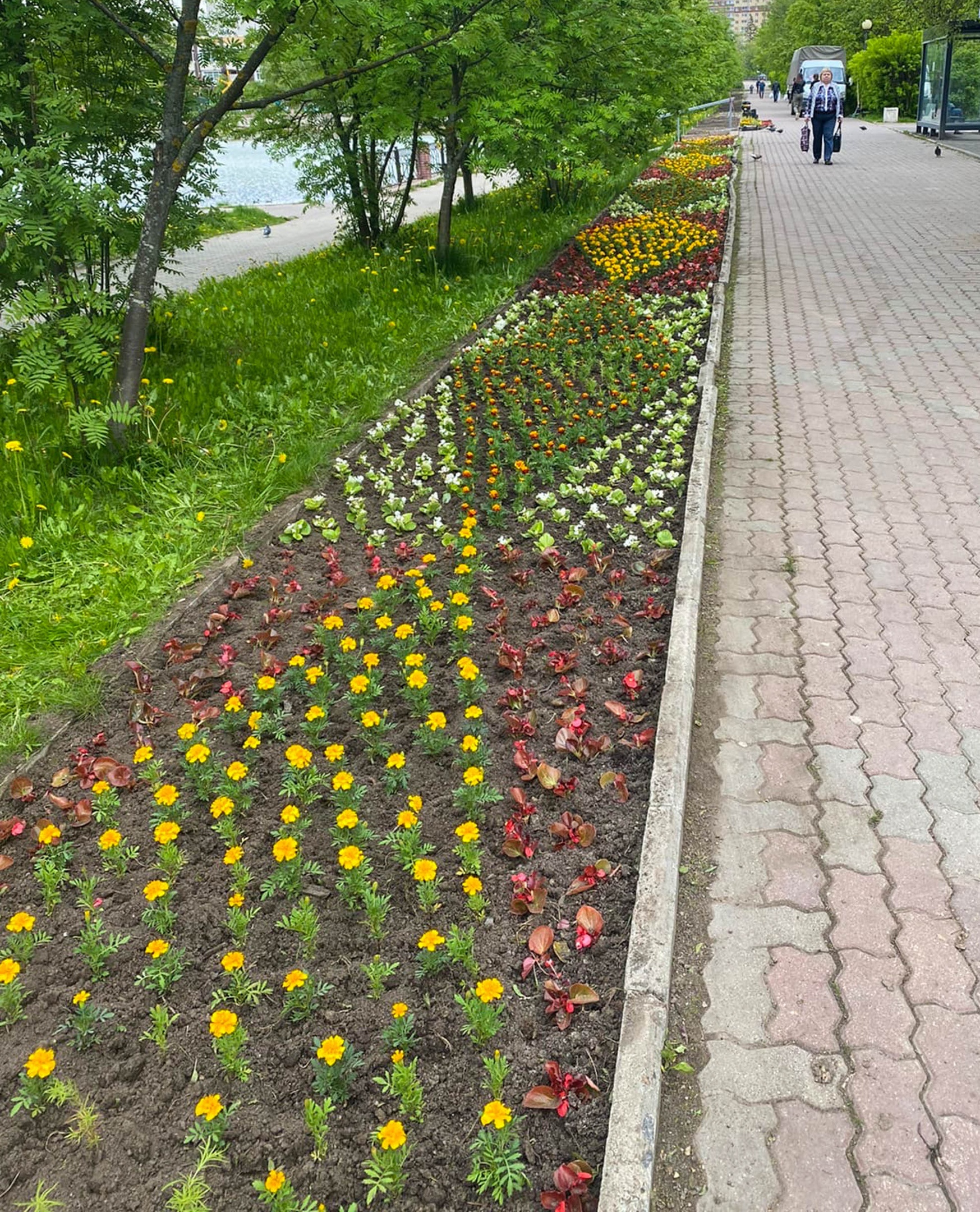Весенние цветы на городских клумбах