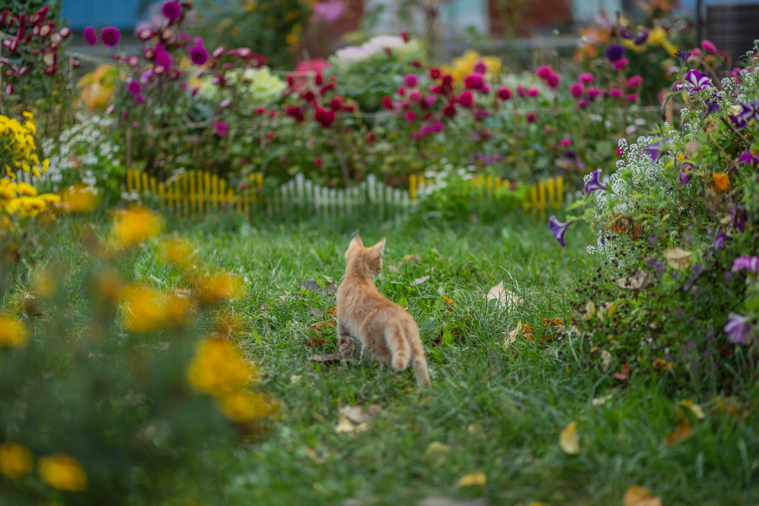 Котята с Мира 17 ???? Марина Маринина — Краснознаменск