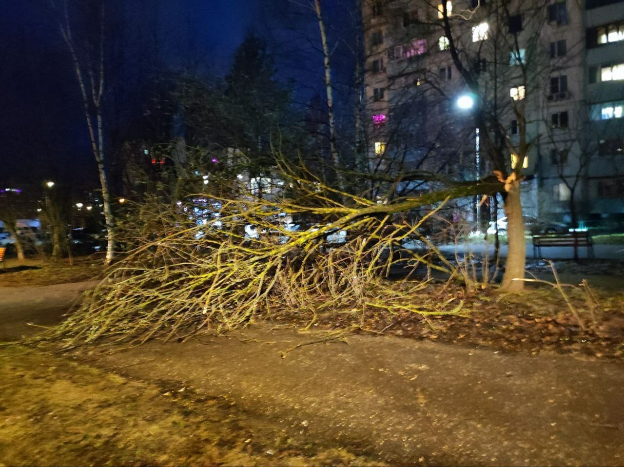 Последствия сильного ветра в Краснознаменске В городском пар
