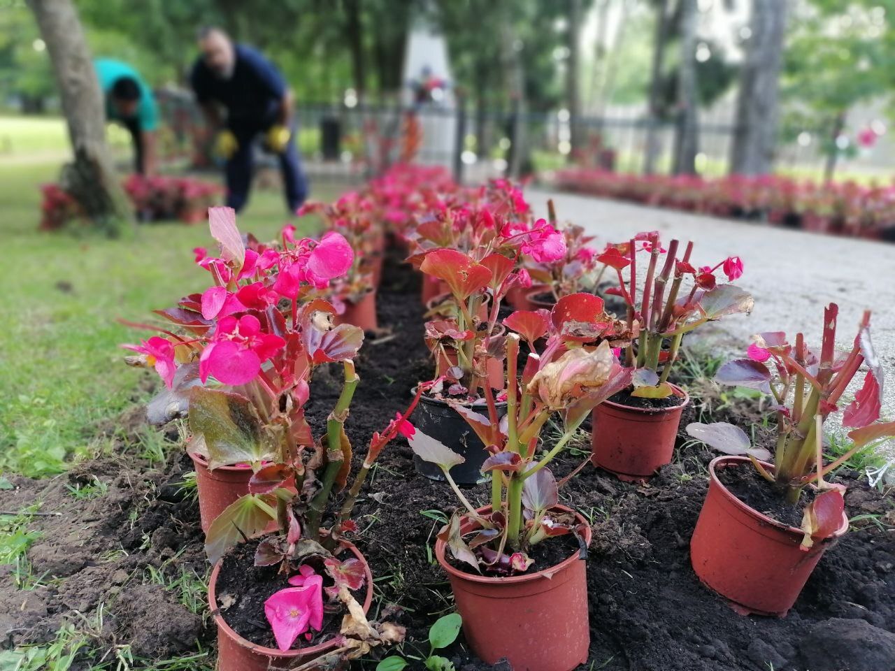Сейчас готовятся к высадке 200 кустов бегонии вдоль дорожки — Краснознаменск