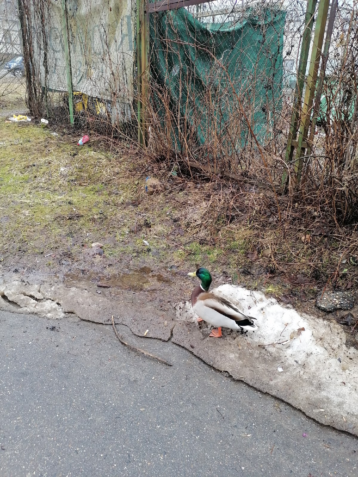 Утки по всему городу гуляют